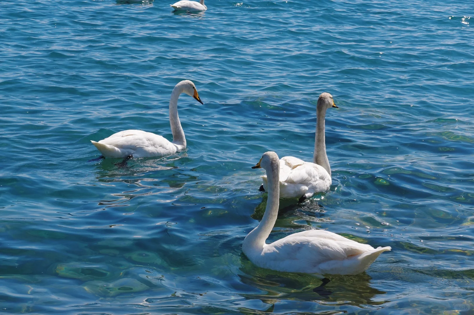 272.webp