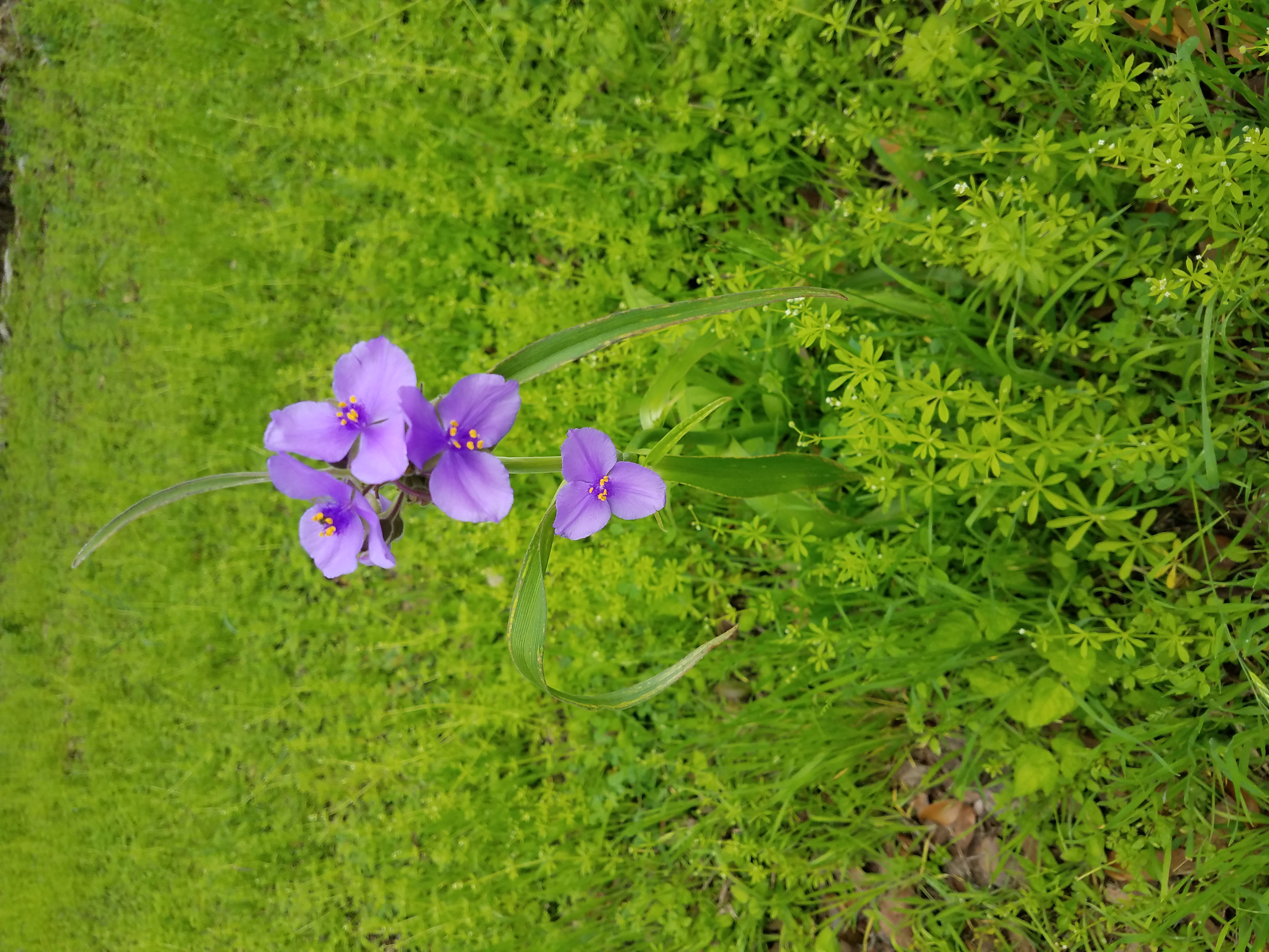 purpleflowers.jpg