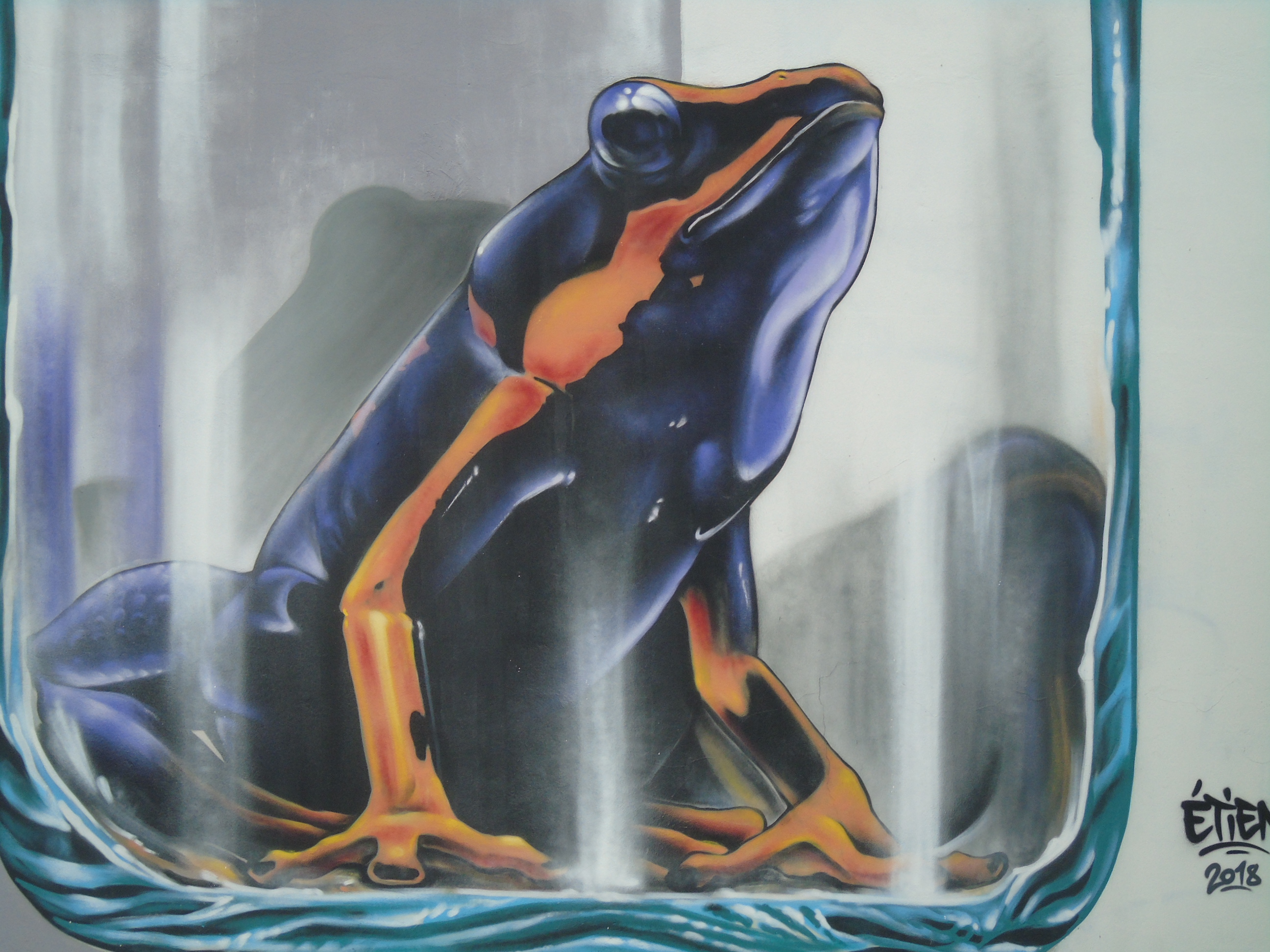 11111grenouille (4).JPG