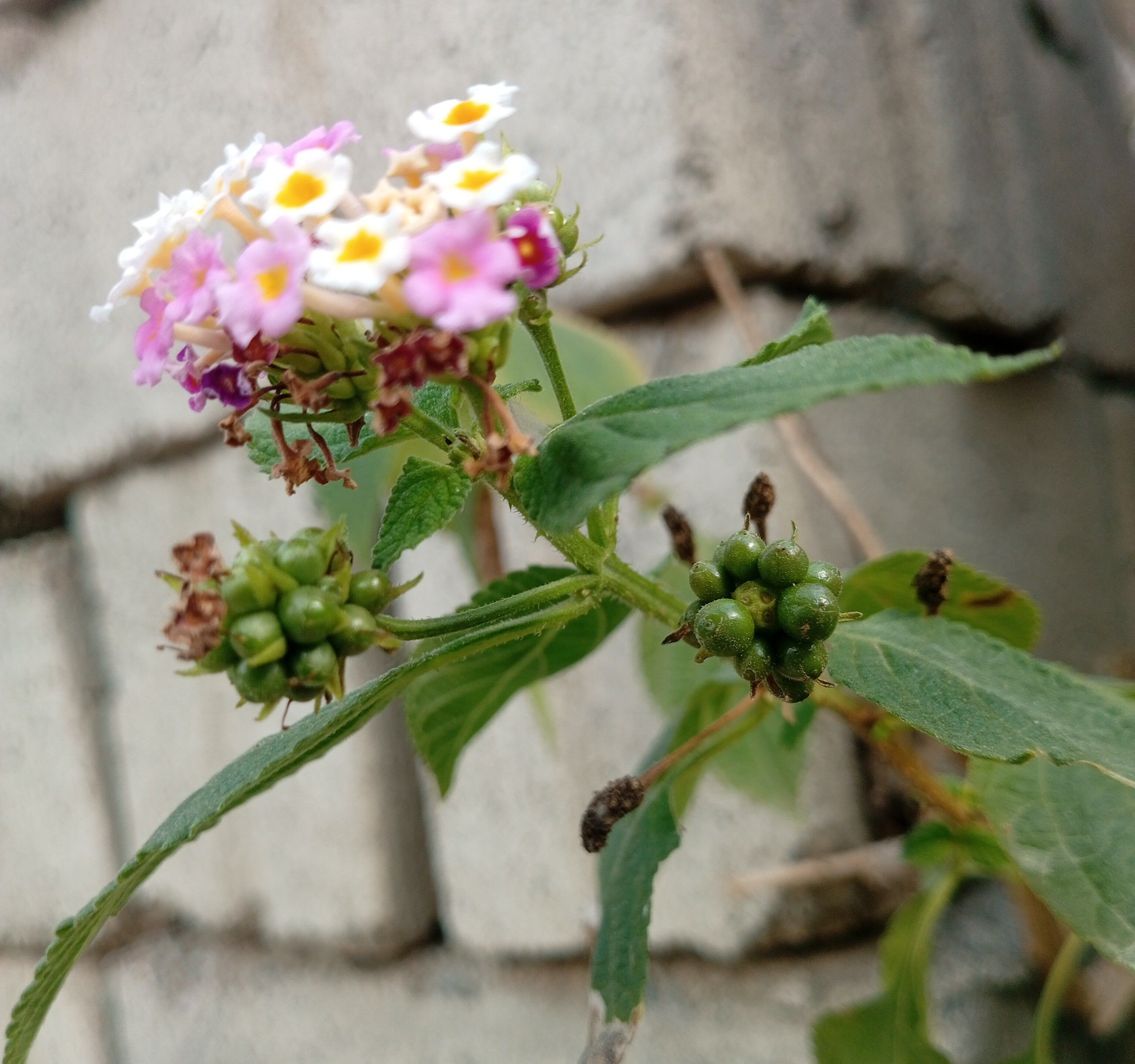 IMG_20260414_082015~2.jpg