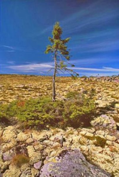 Spruce tree.jpg