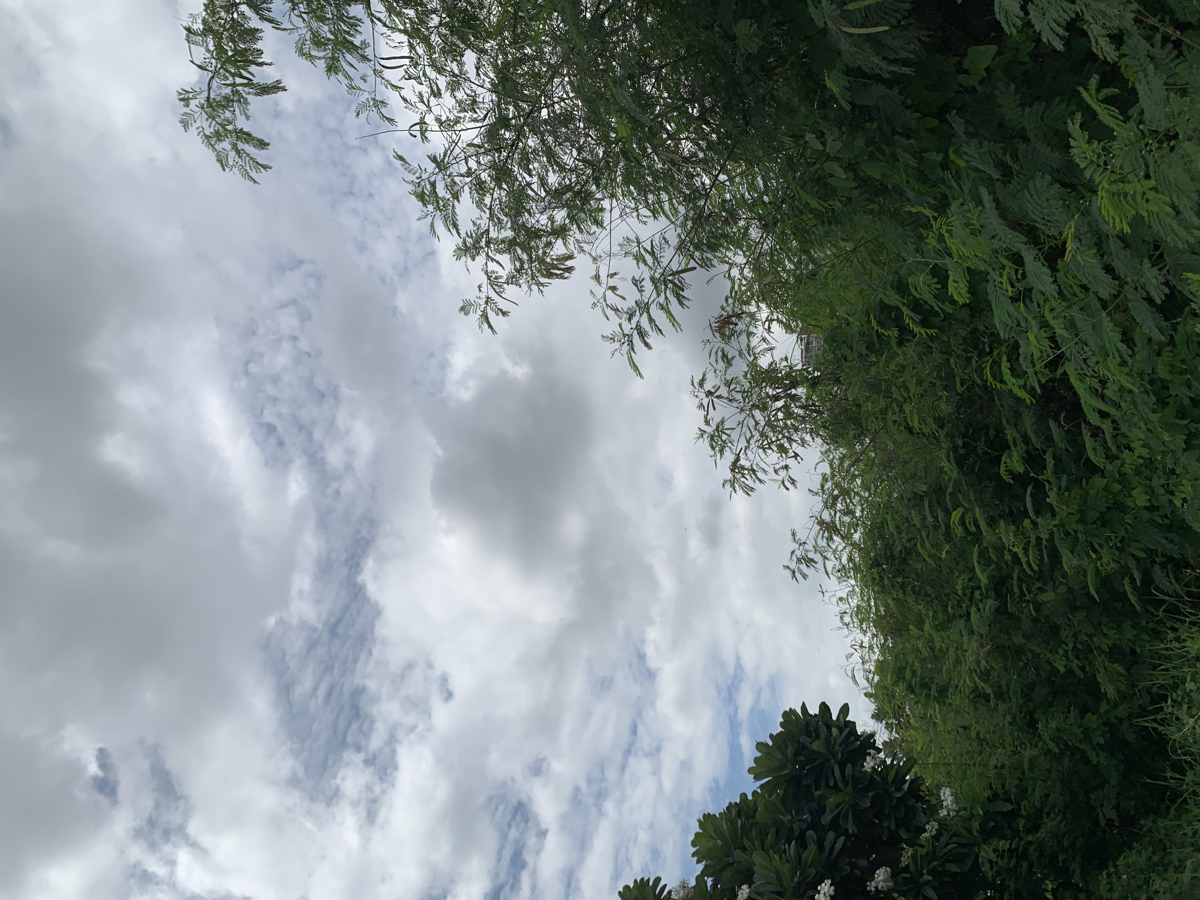 nature406.jpg