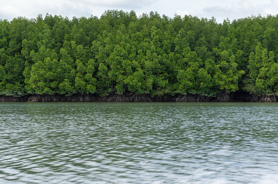 mangrove.jpg