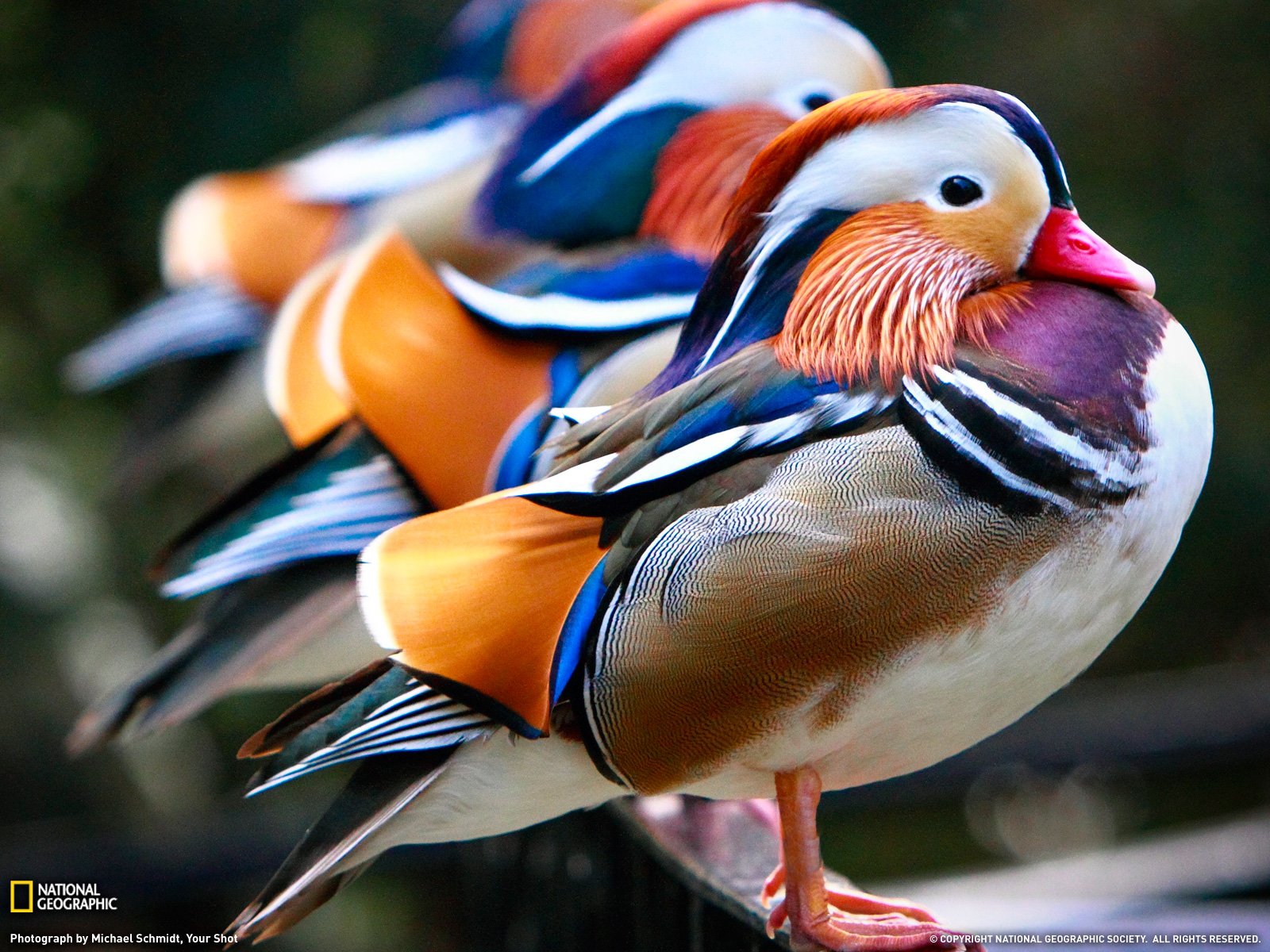 mandarin-ducks-national-zoo-1600-40735-w.jpg