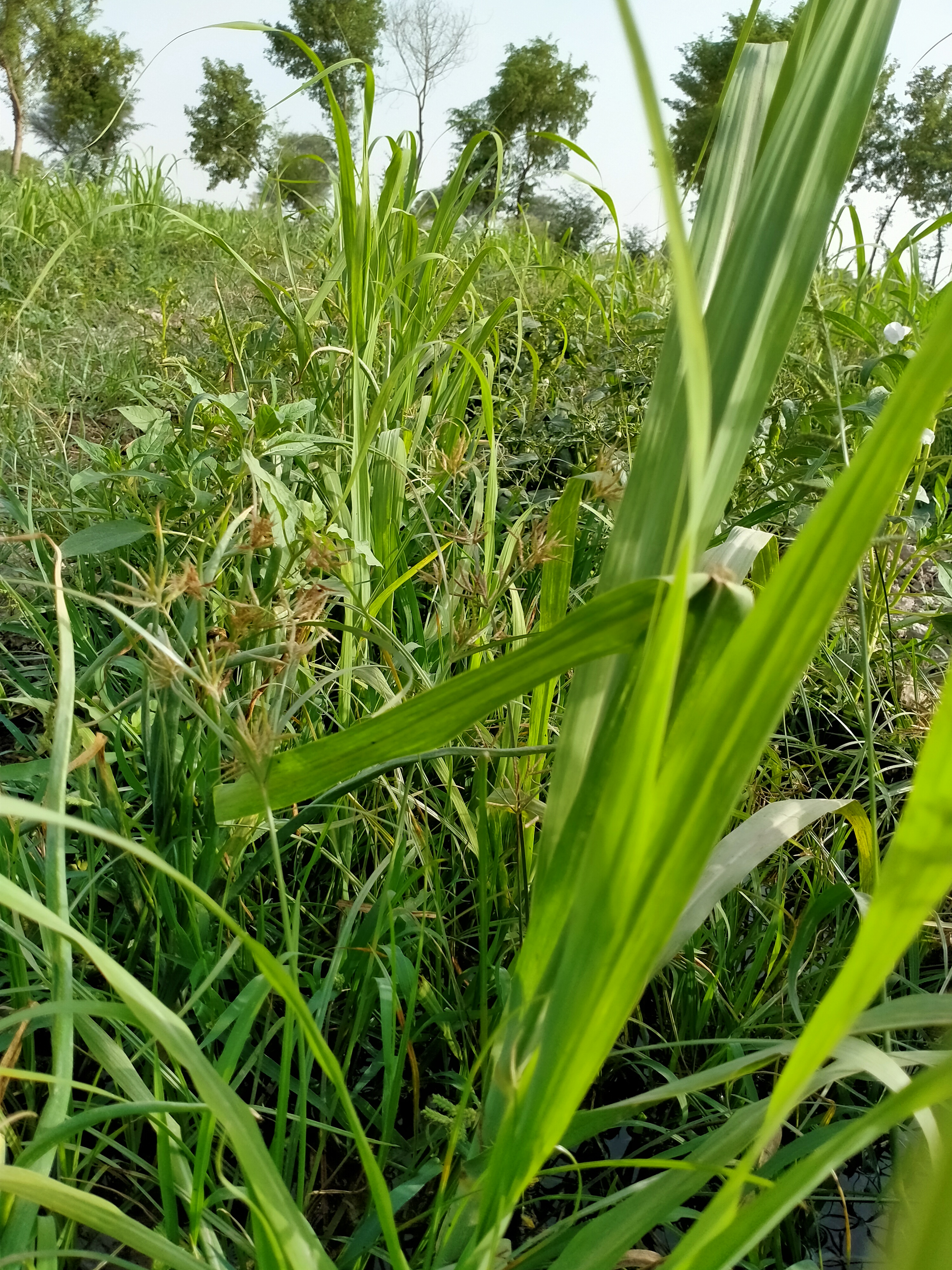IMG20210529163555.jpg