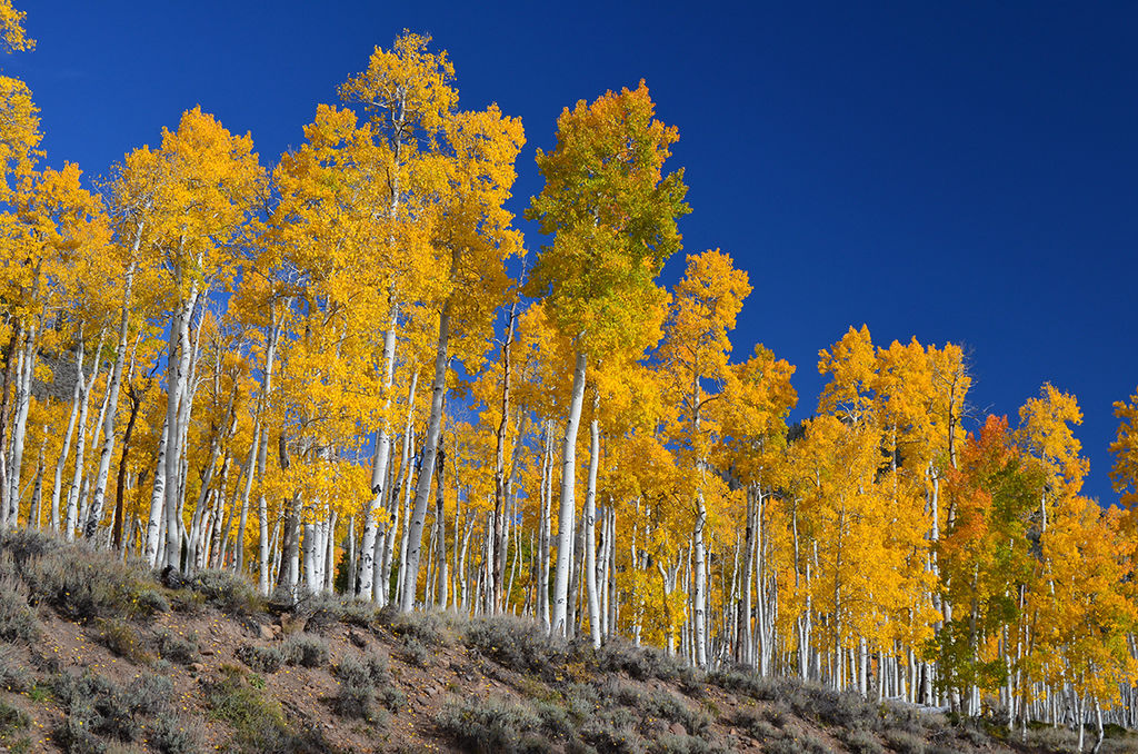 Pando Utah.jpg