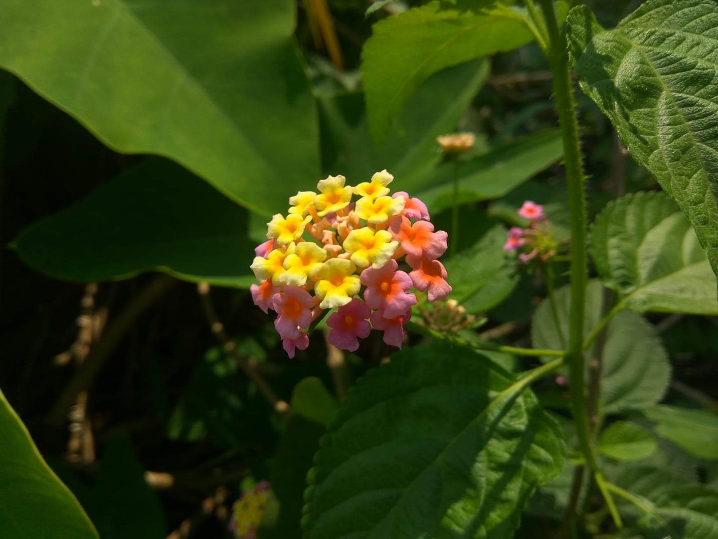 59325788_2656776697682933_8586174618715291648_o.jpg