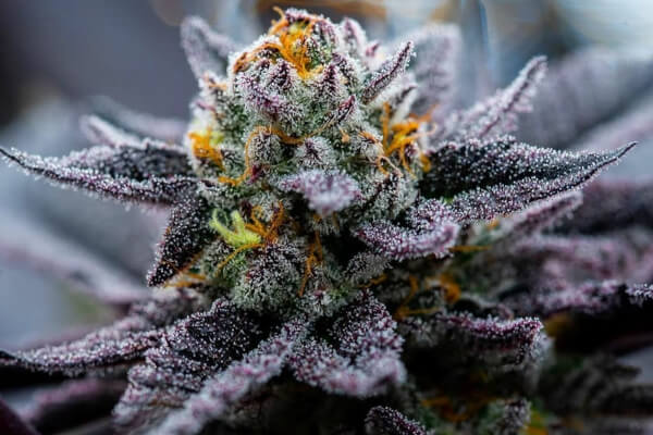 gelato 33 (1).jpeg