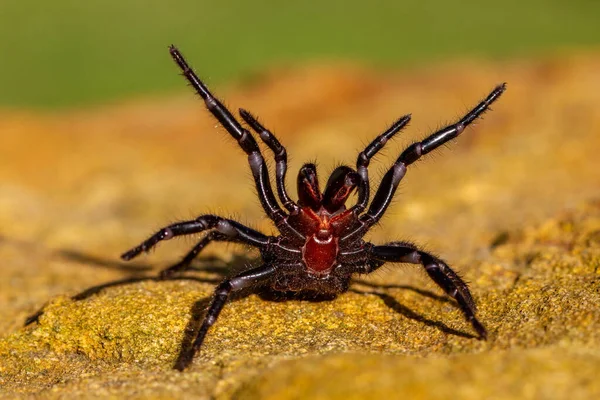 depositphotos_537033262-stock-photo-dangerously-venomous-male-sydney-funnel.jpg
