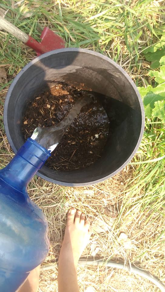 compost%20tea%202.jpg
