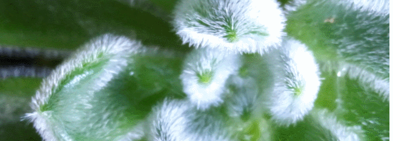 echeveria-setosa-2.gif