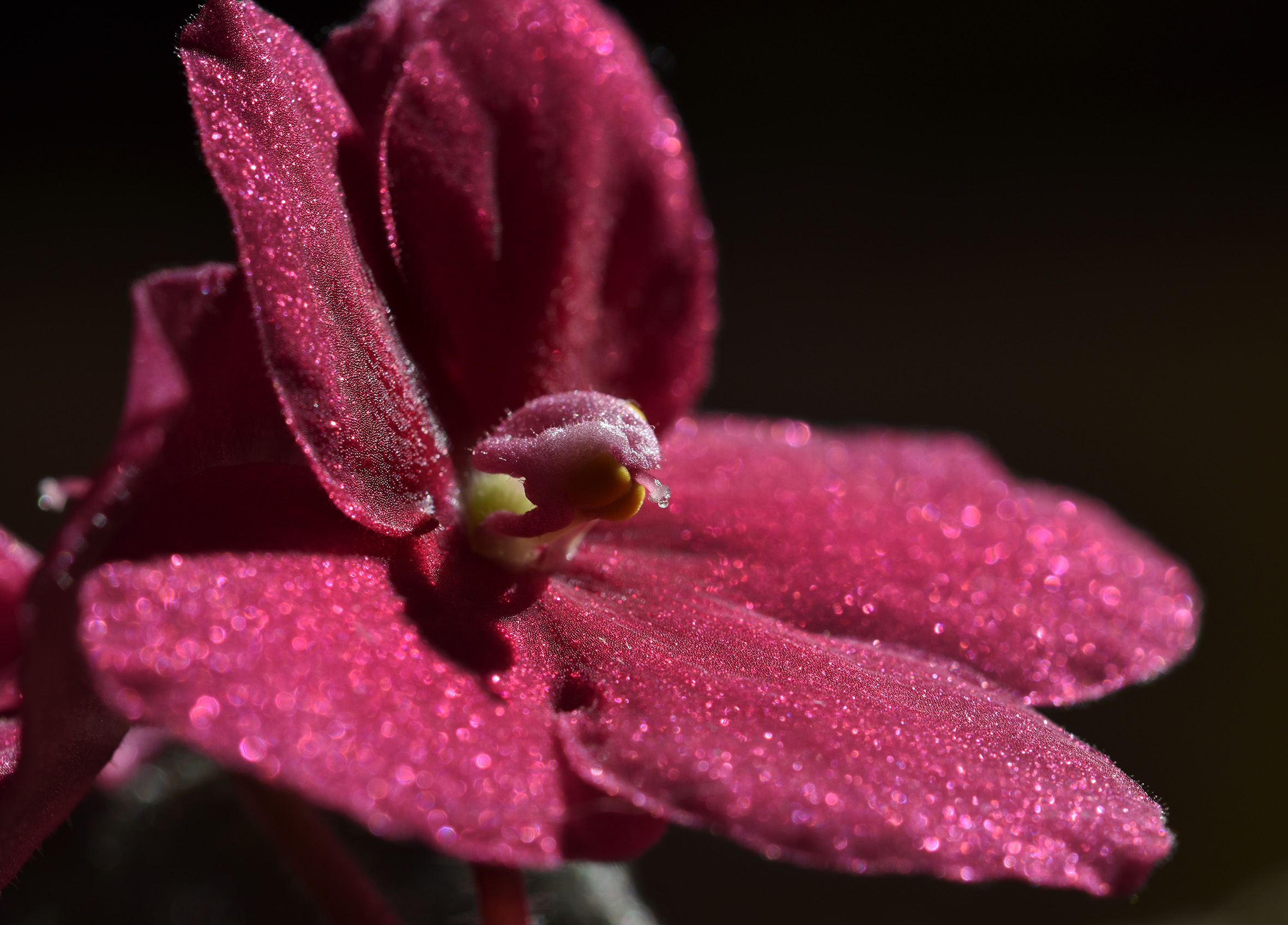 African Violet red 2.jpg