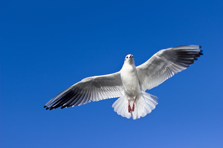 Soaring Bird.jpg