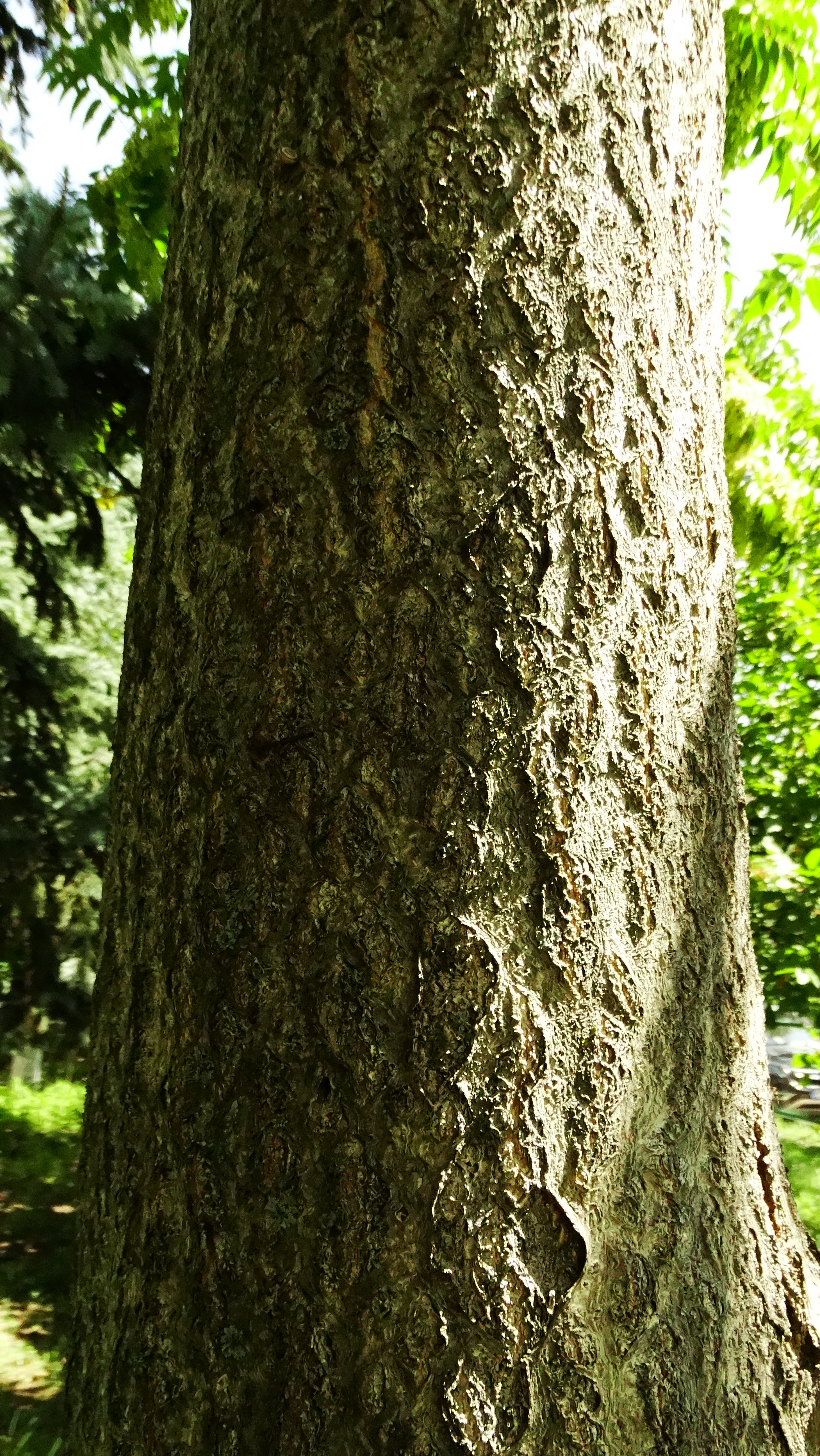 DSC08074.JPG