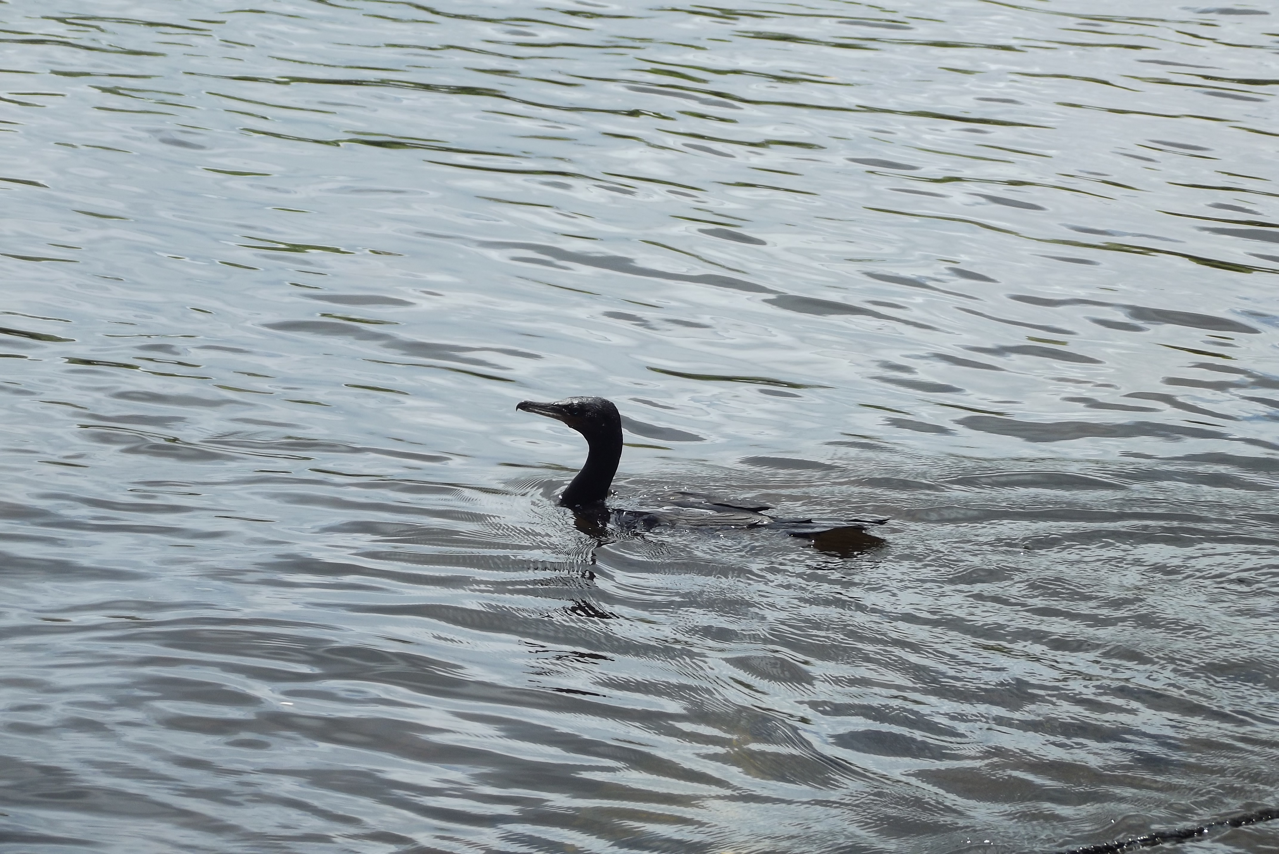 DSCF6052.jpg