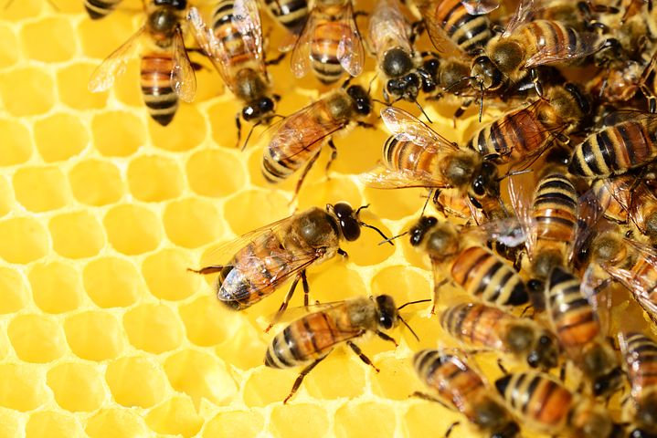 bees-326337__480.jpg