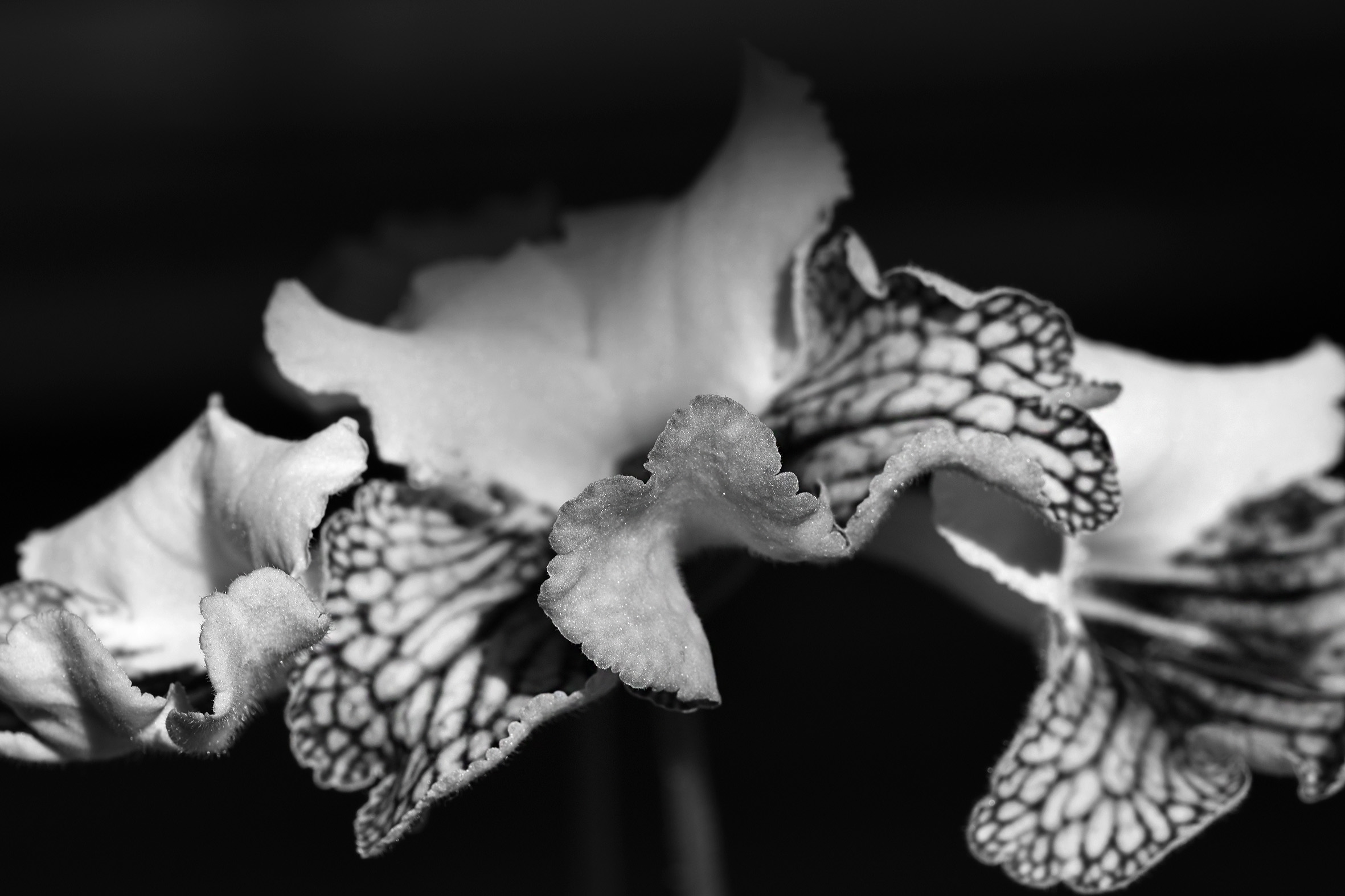 Streptocarpus Harlequin Damsel bw 4.jpg