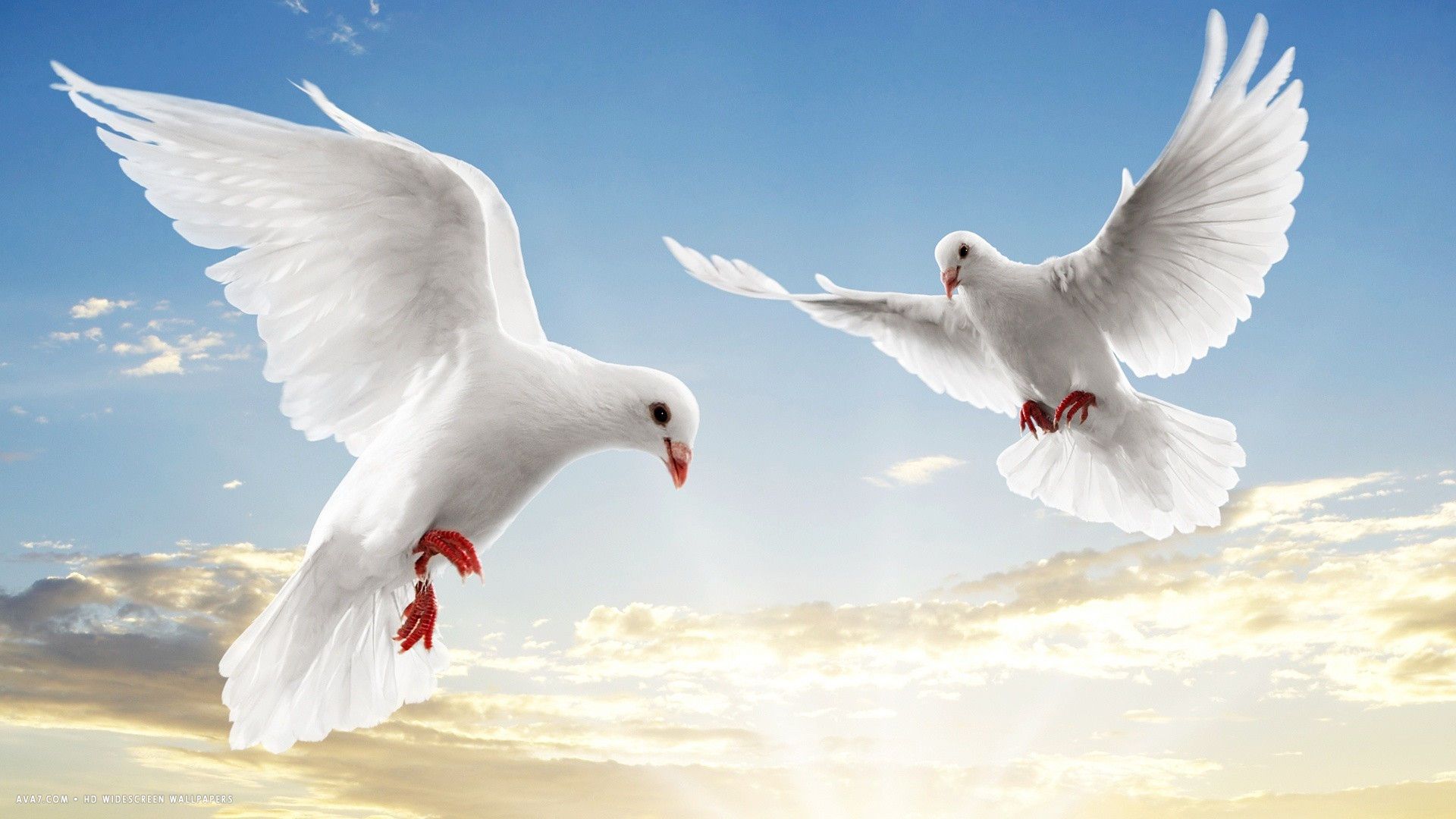 freesky