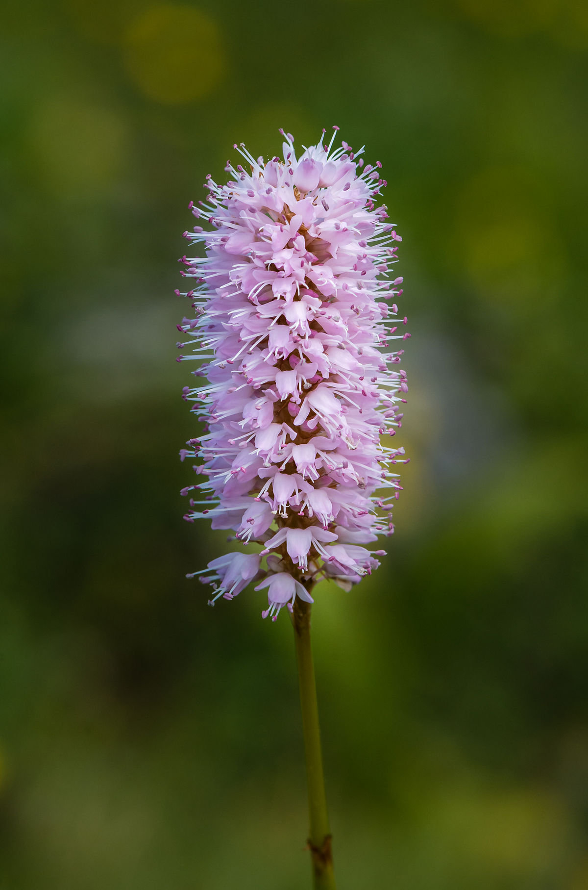 1200px-Bistorta_officinalis_01.jpeg