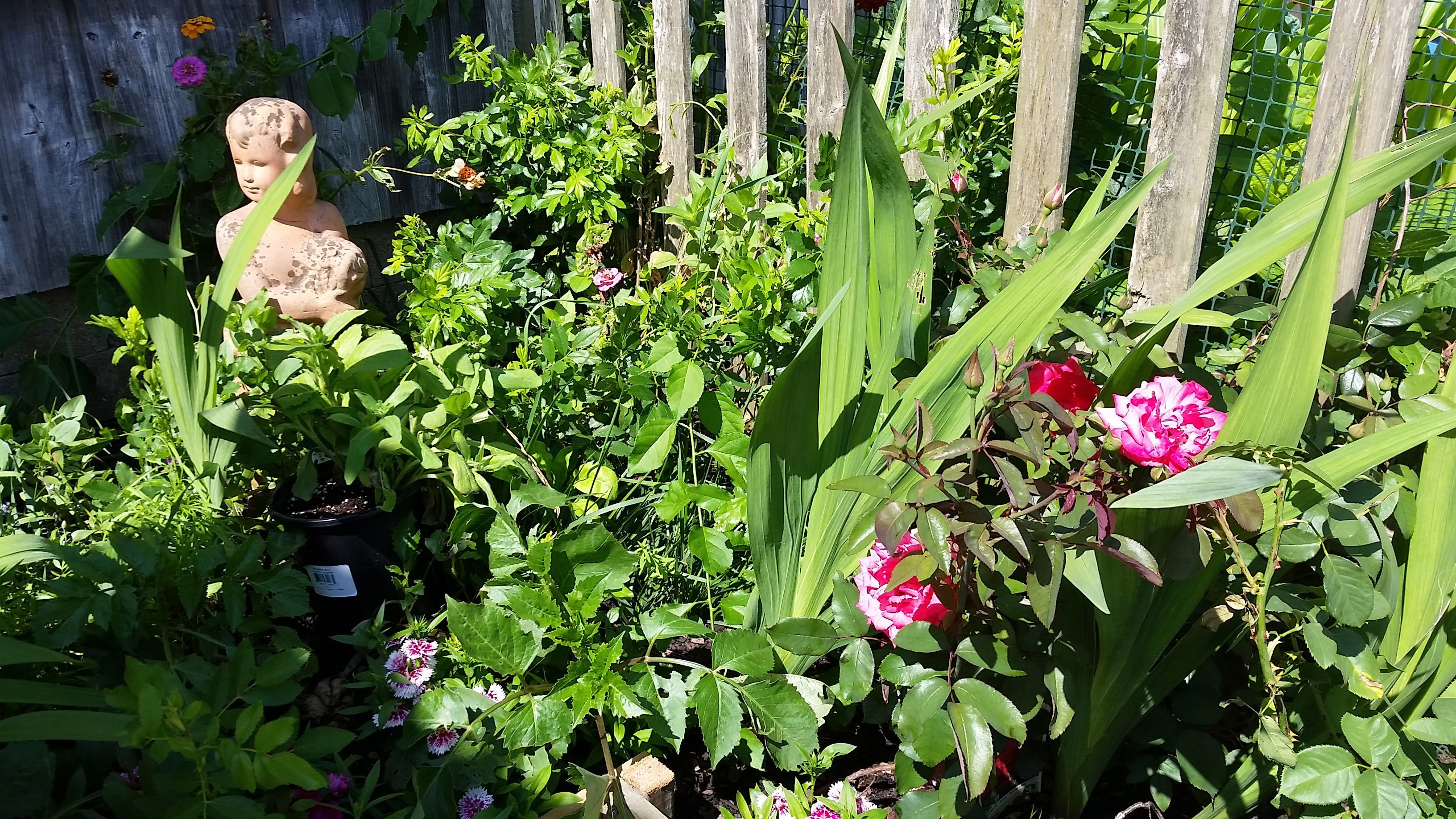 july15garden2.jpg