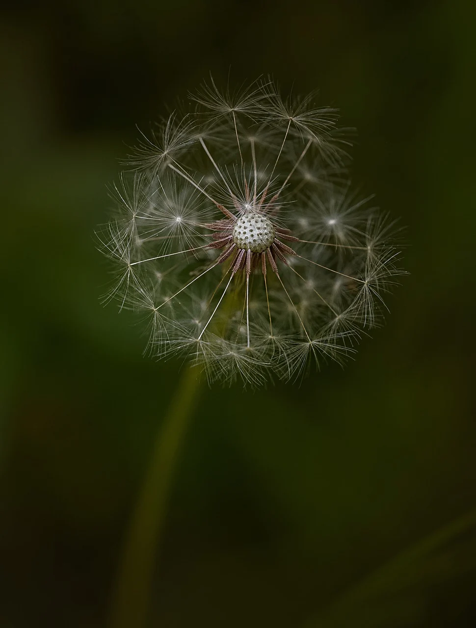 flower-8360946_1280.webp