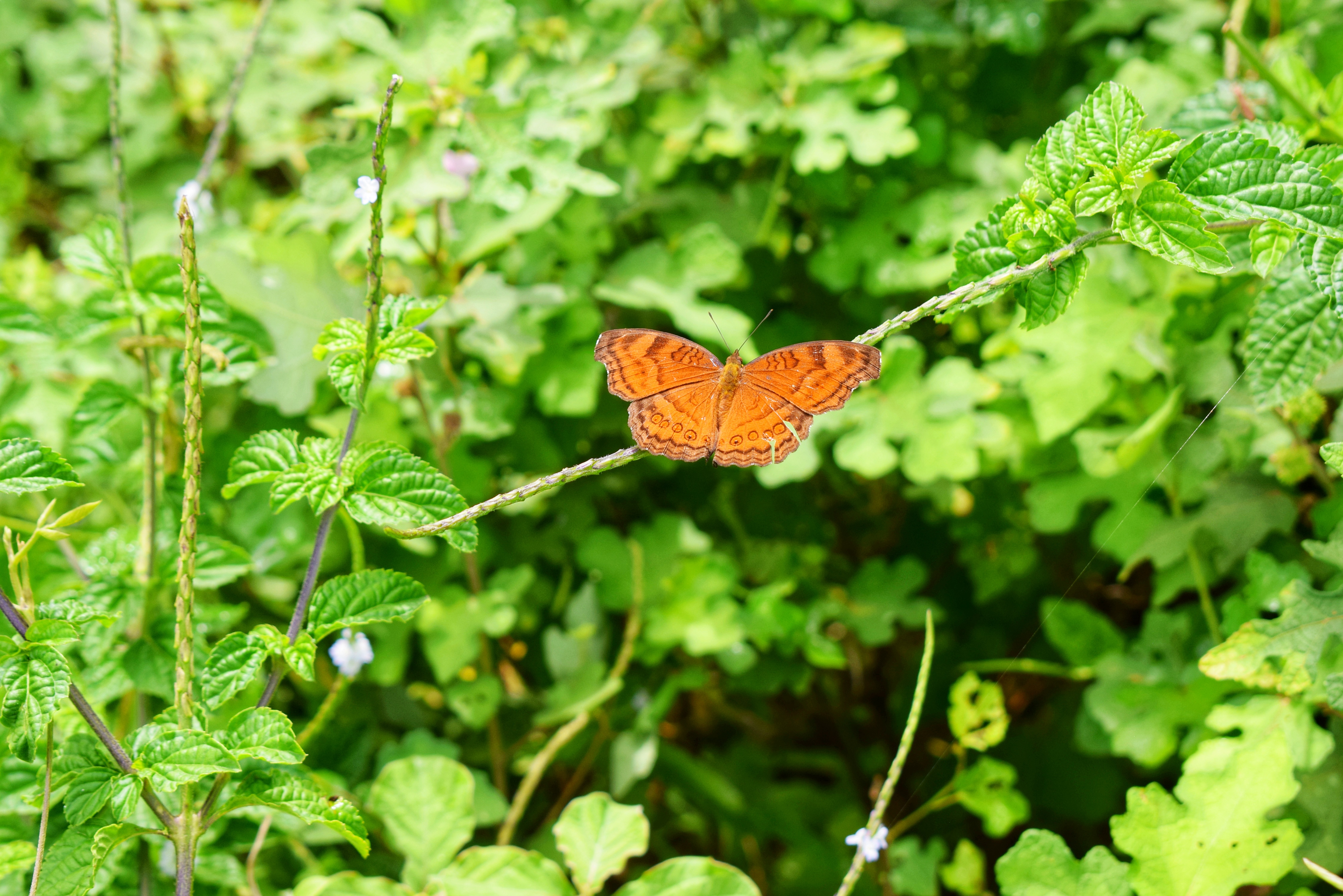 DSC_1359-02.jpeg