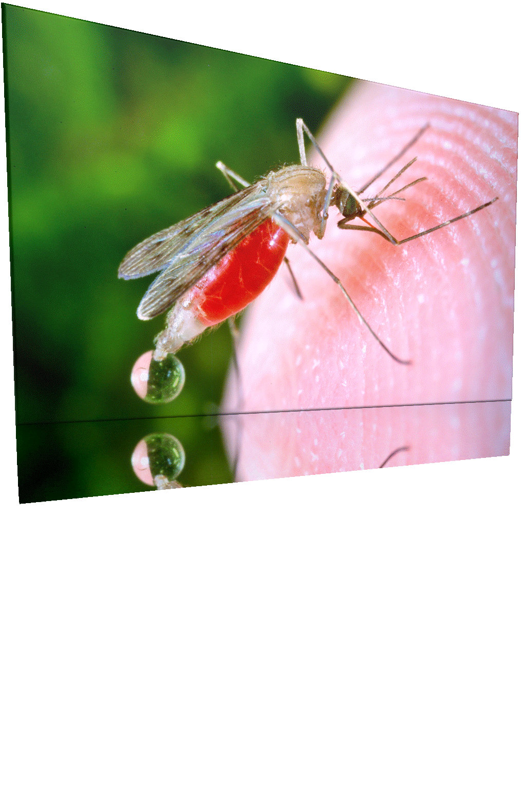 mosqui.gif