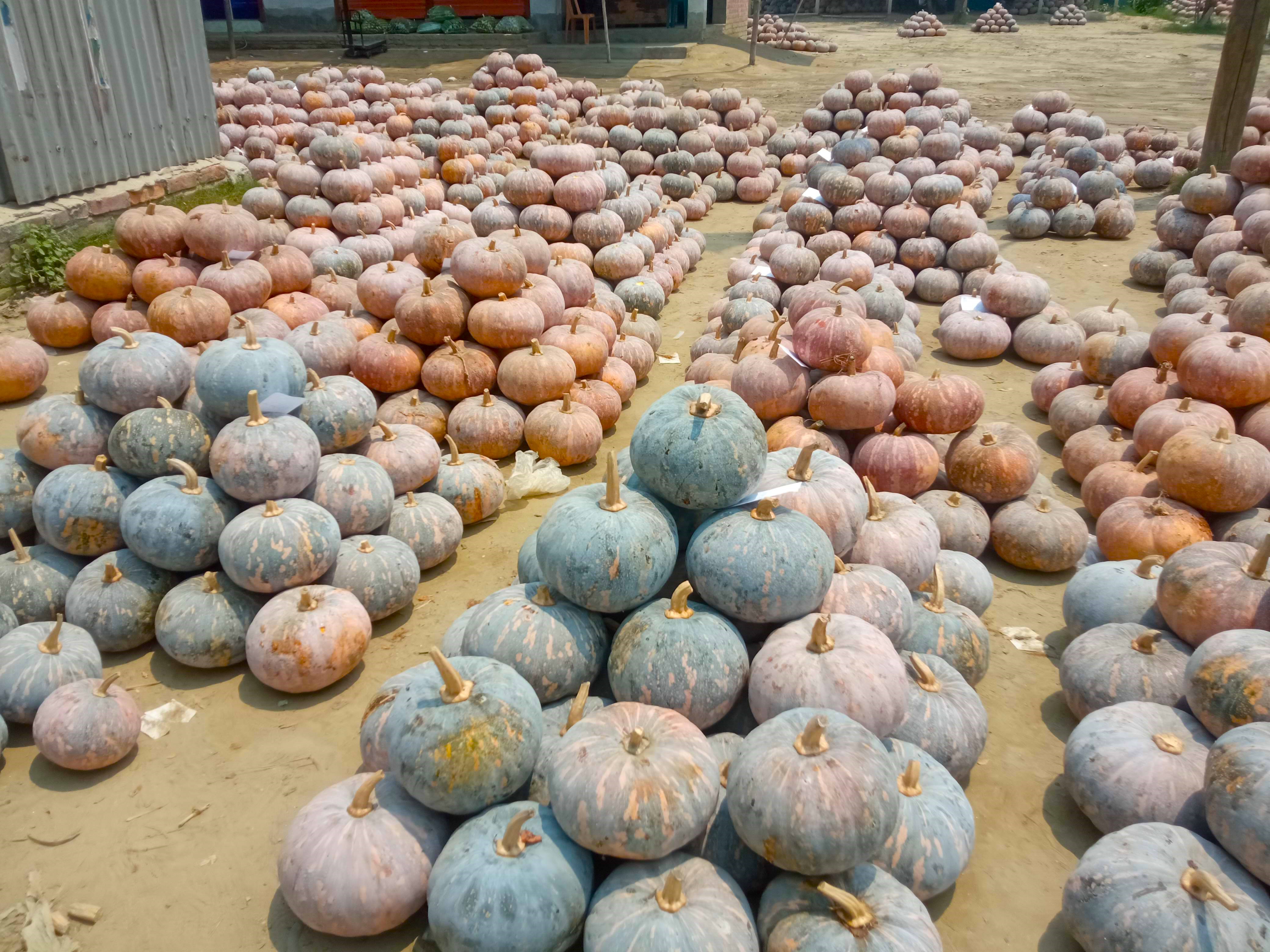 কুমড়া (4).jpg