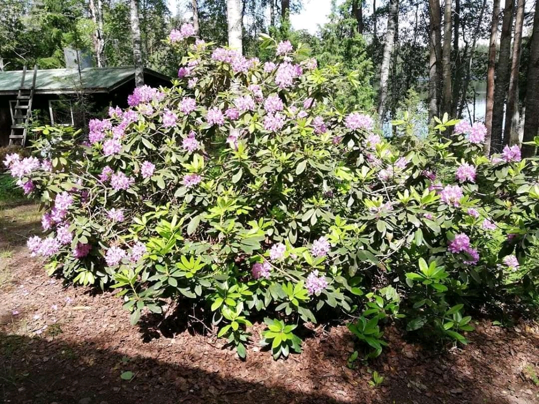 Finland in bloom