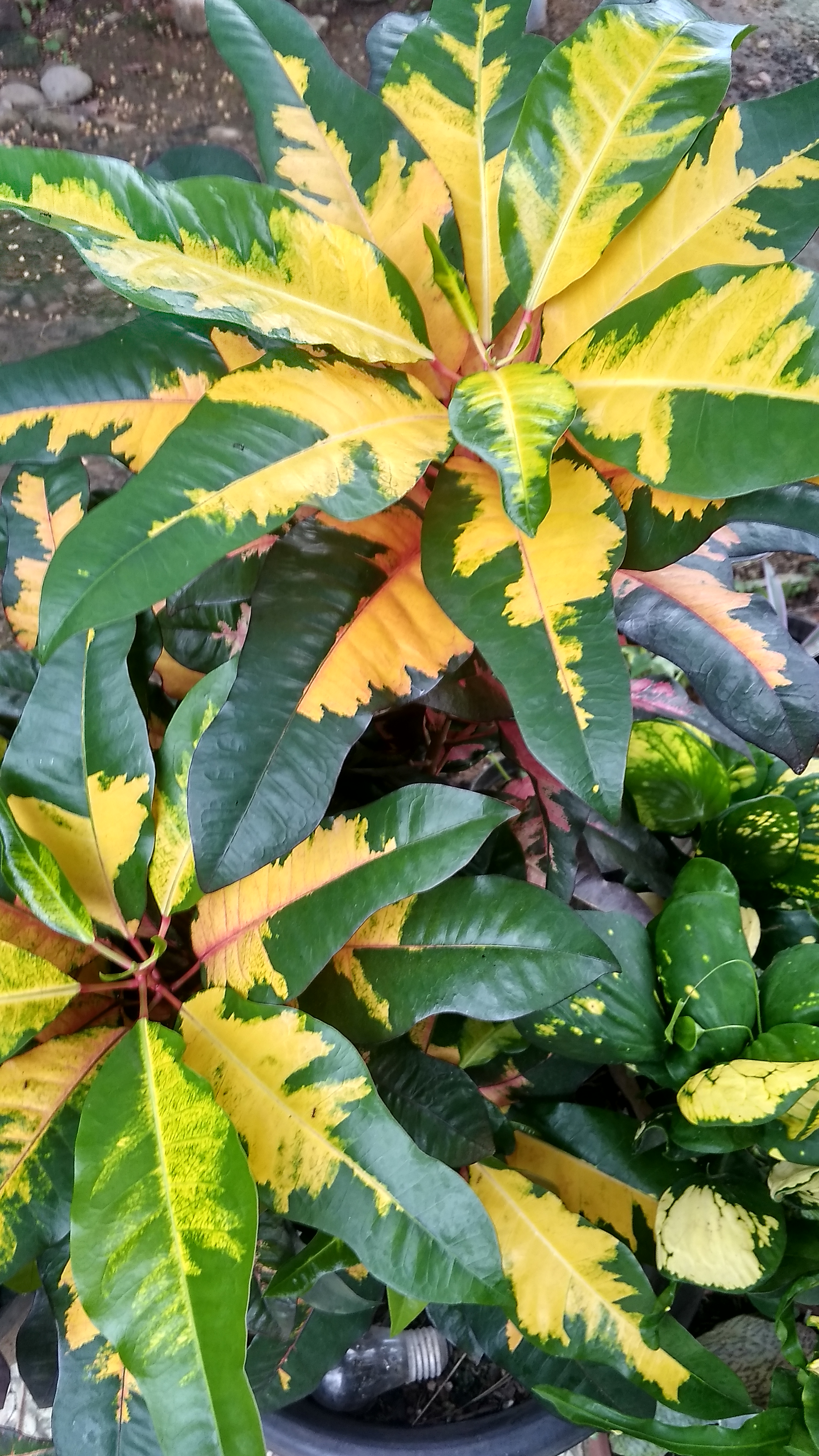 IMG_20201109_170021_HDR.jpg