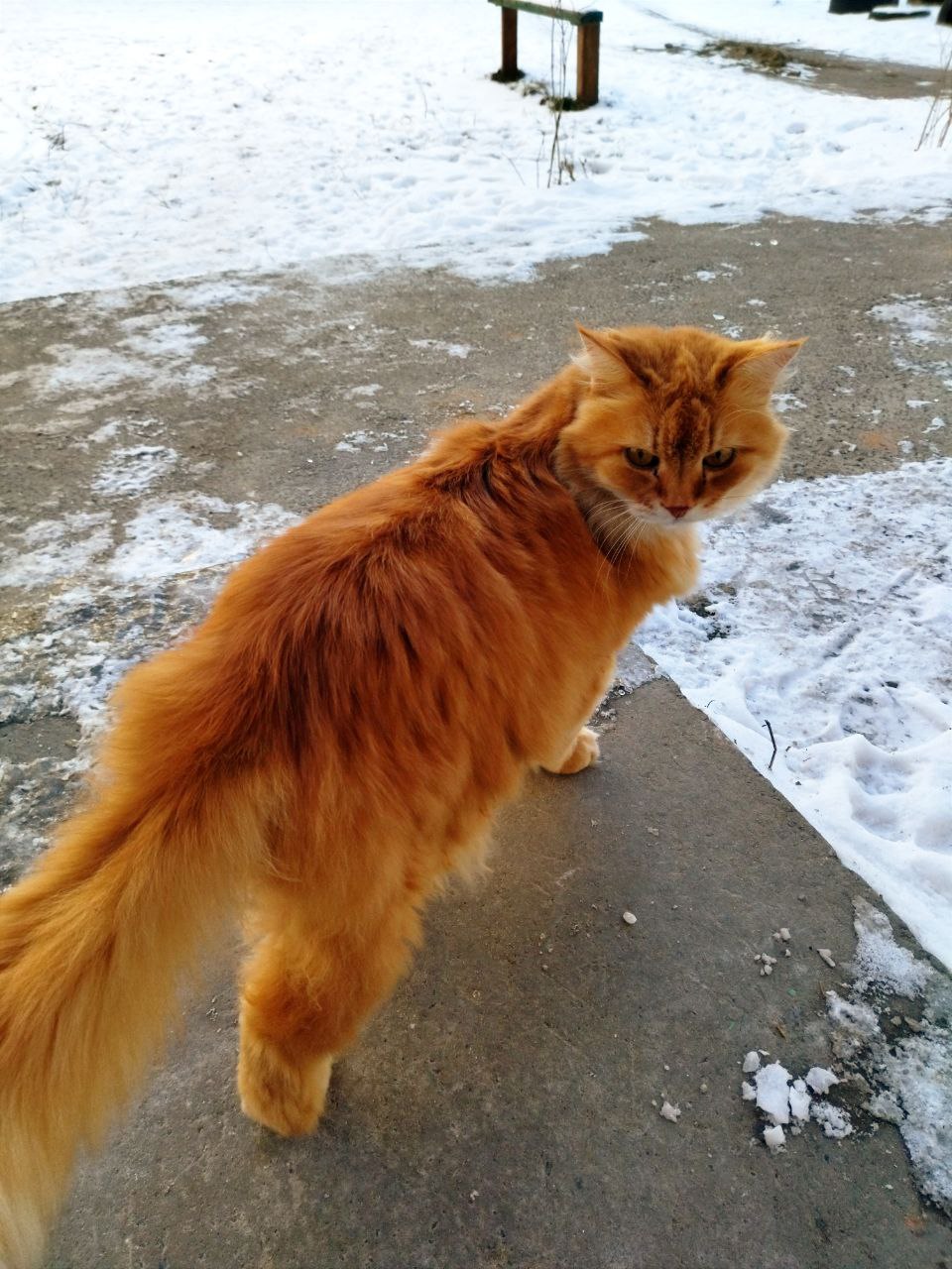 Caturday on Saturday