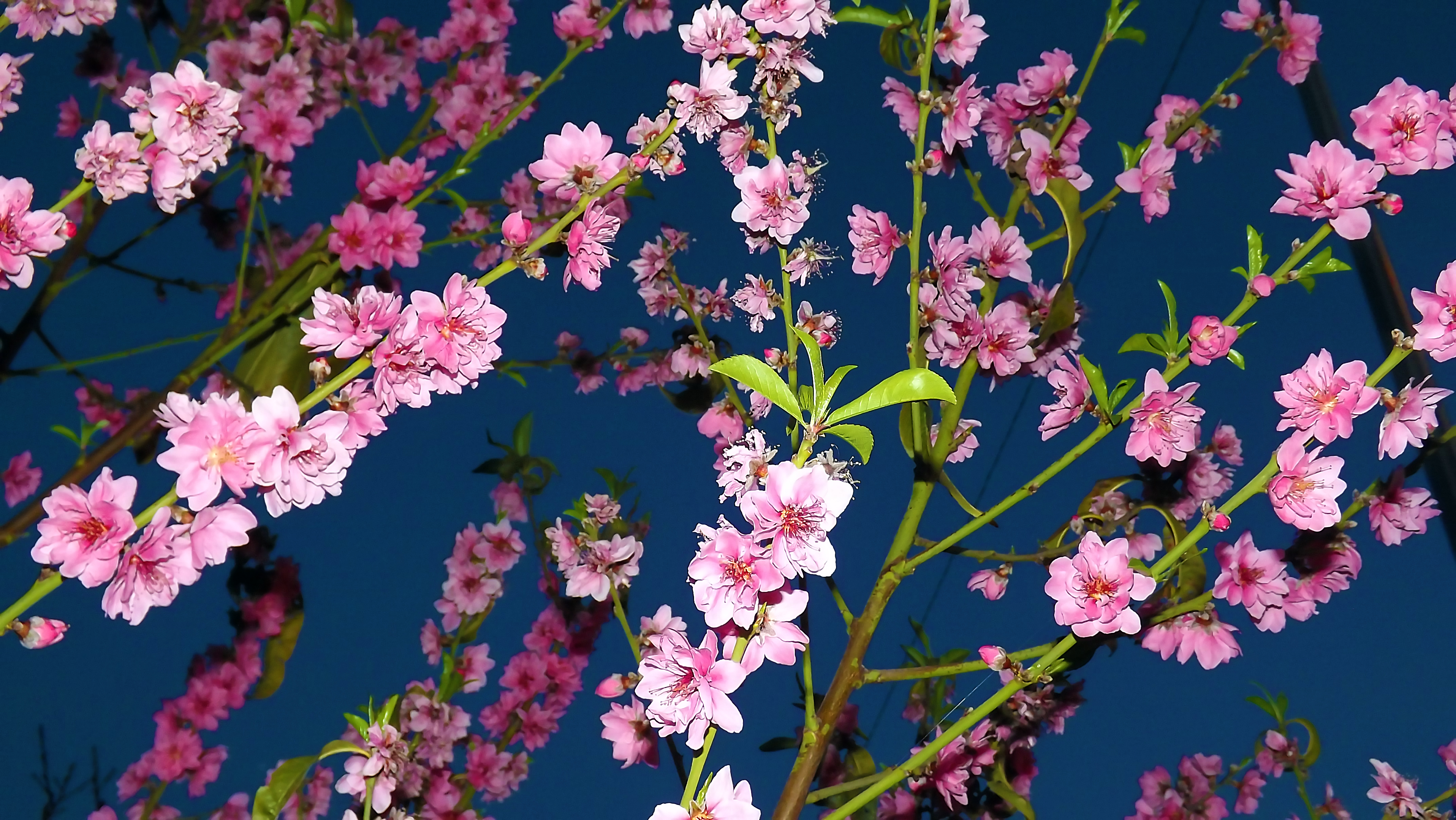 flowers, nature, landscape, beauty, earth, beautiful, photography, photo, art (7).JPG