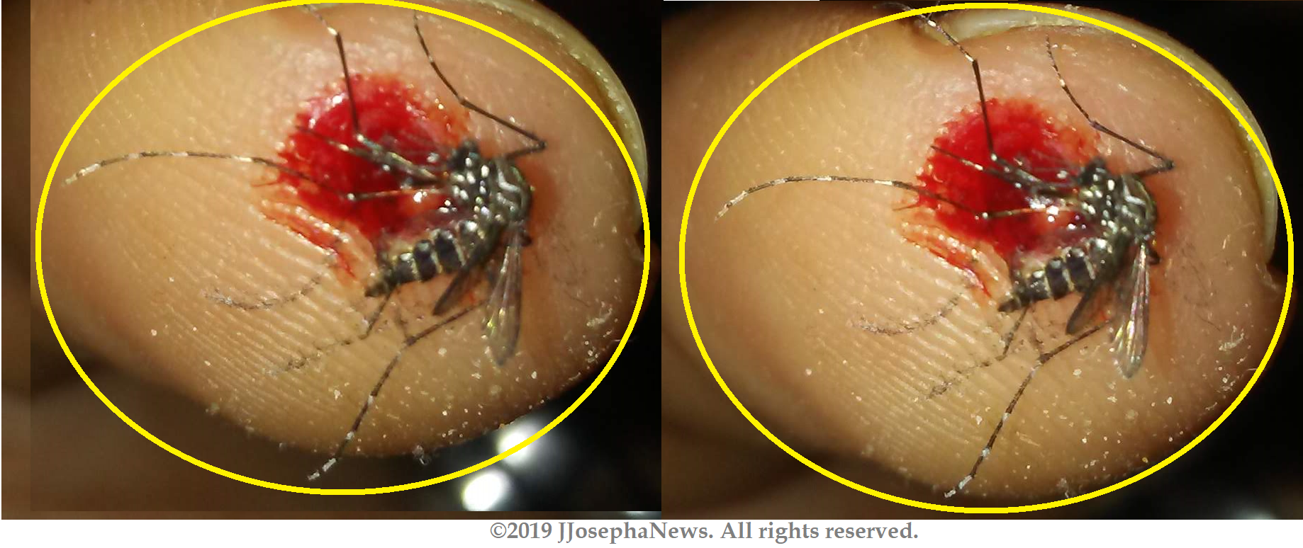 Aedes in Curacao.png