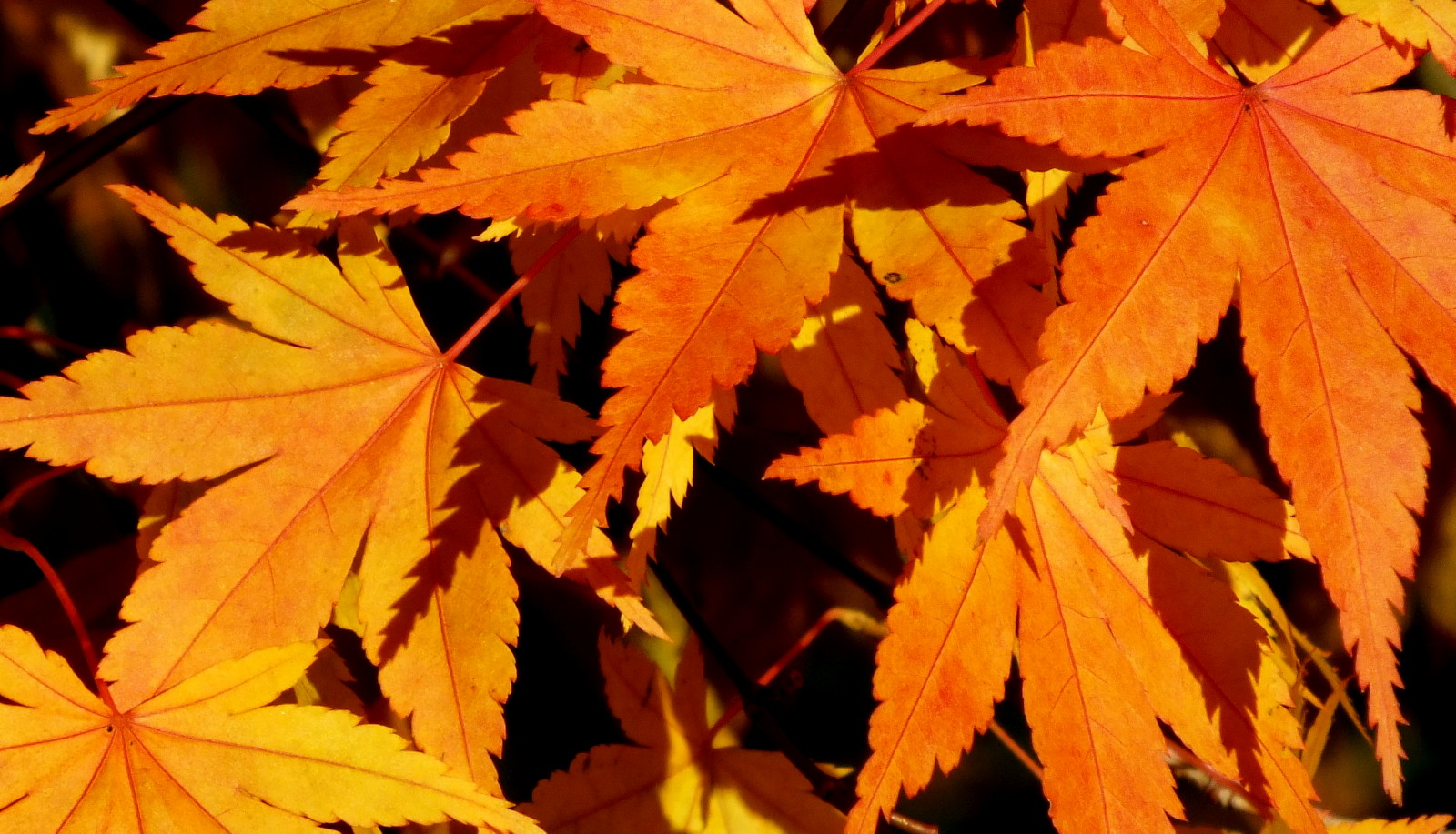 1129-OrangeLeaves.jpg