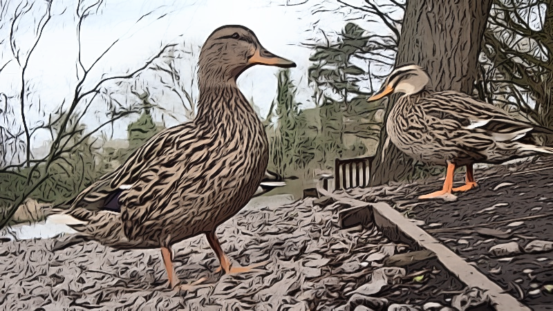 Quackers6 - 2019-03-09T160308.481 (2).png