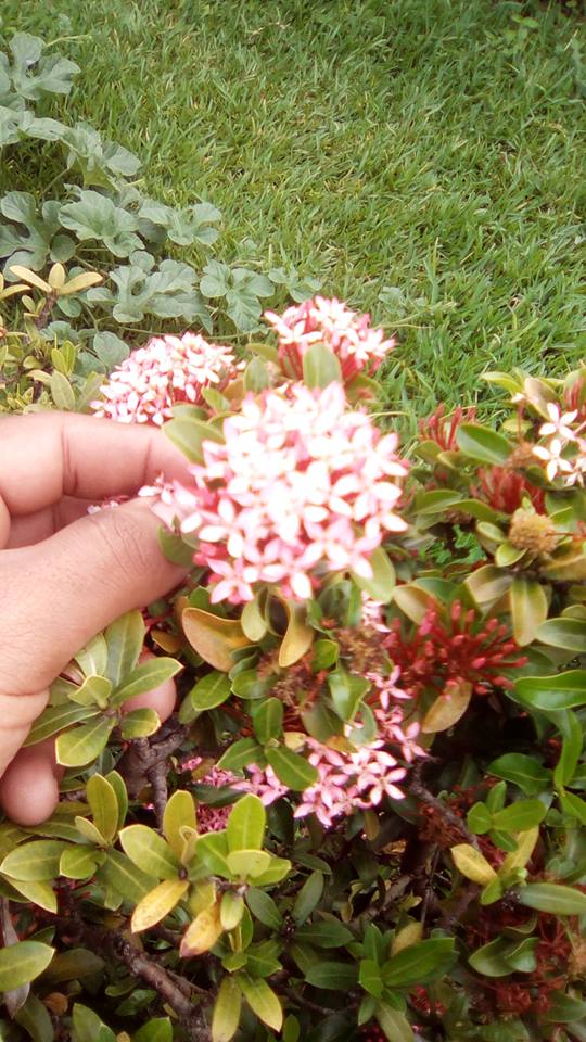 flor.jpg