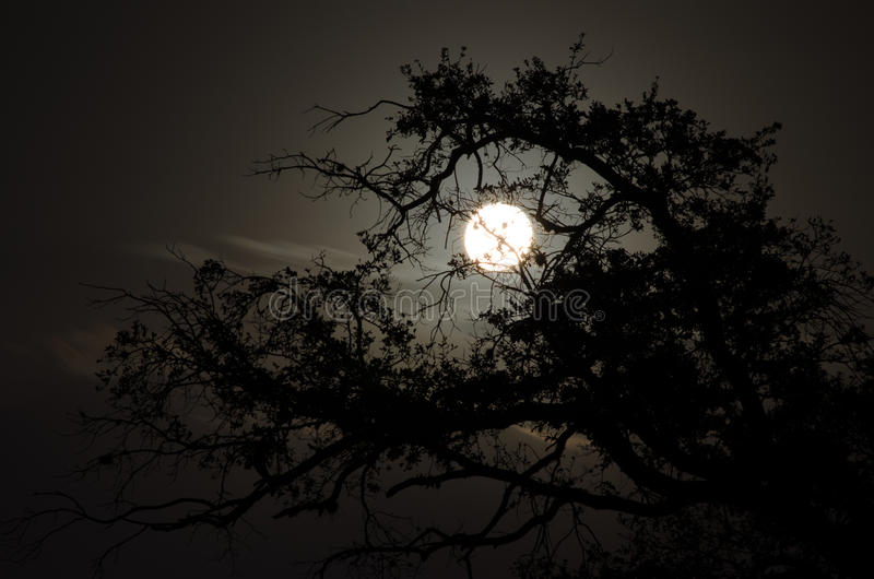 full-moon-behind-tree-29227773.jpg