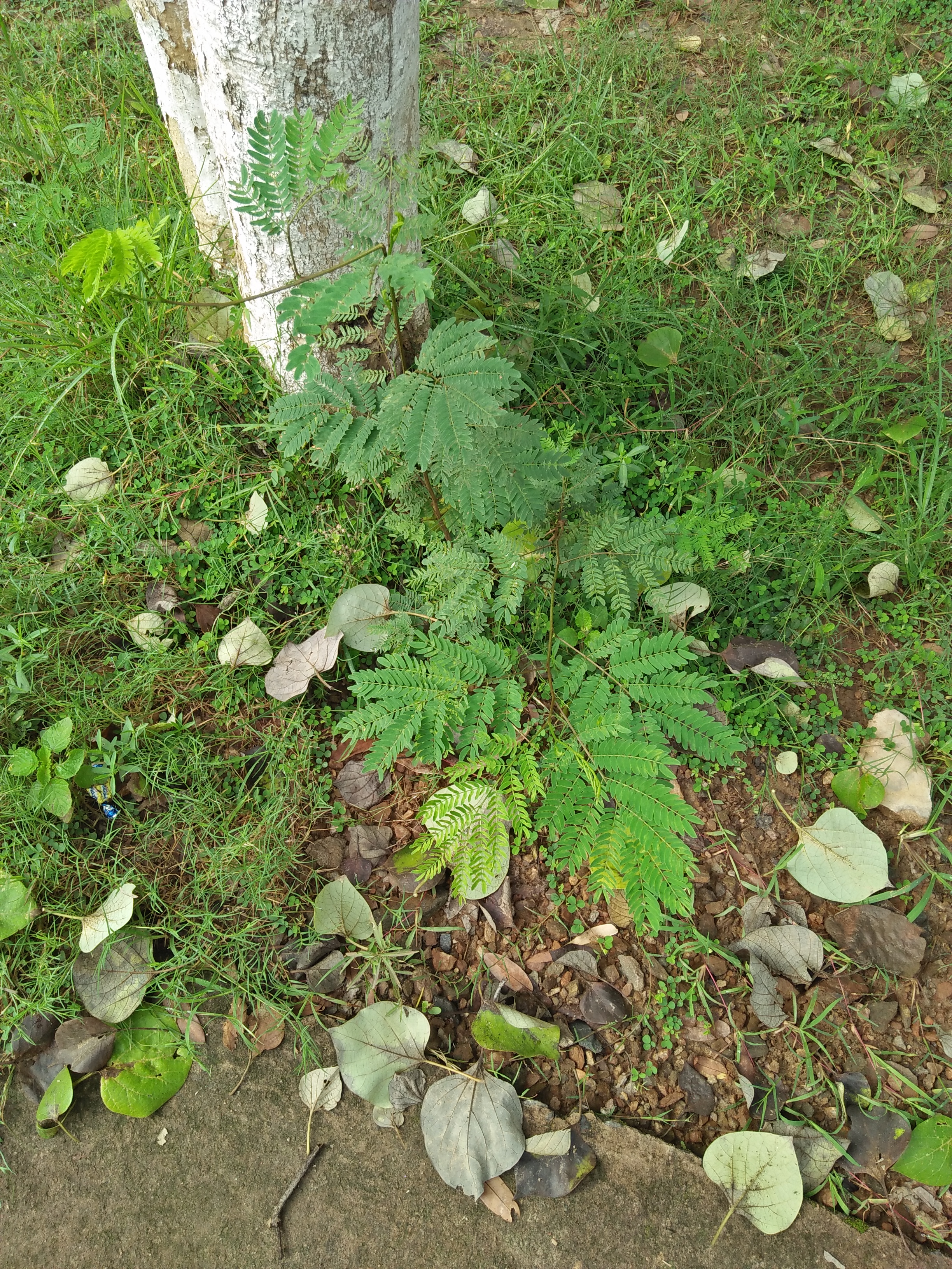 IMG20180711075413.jpg