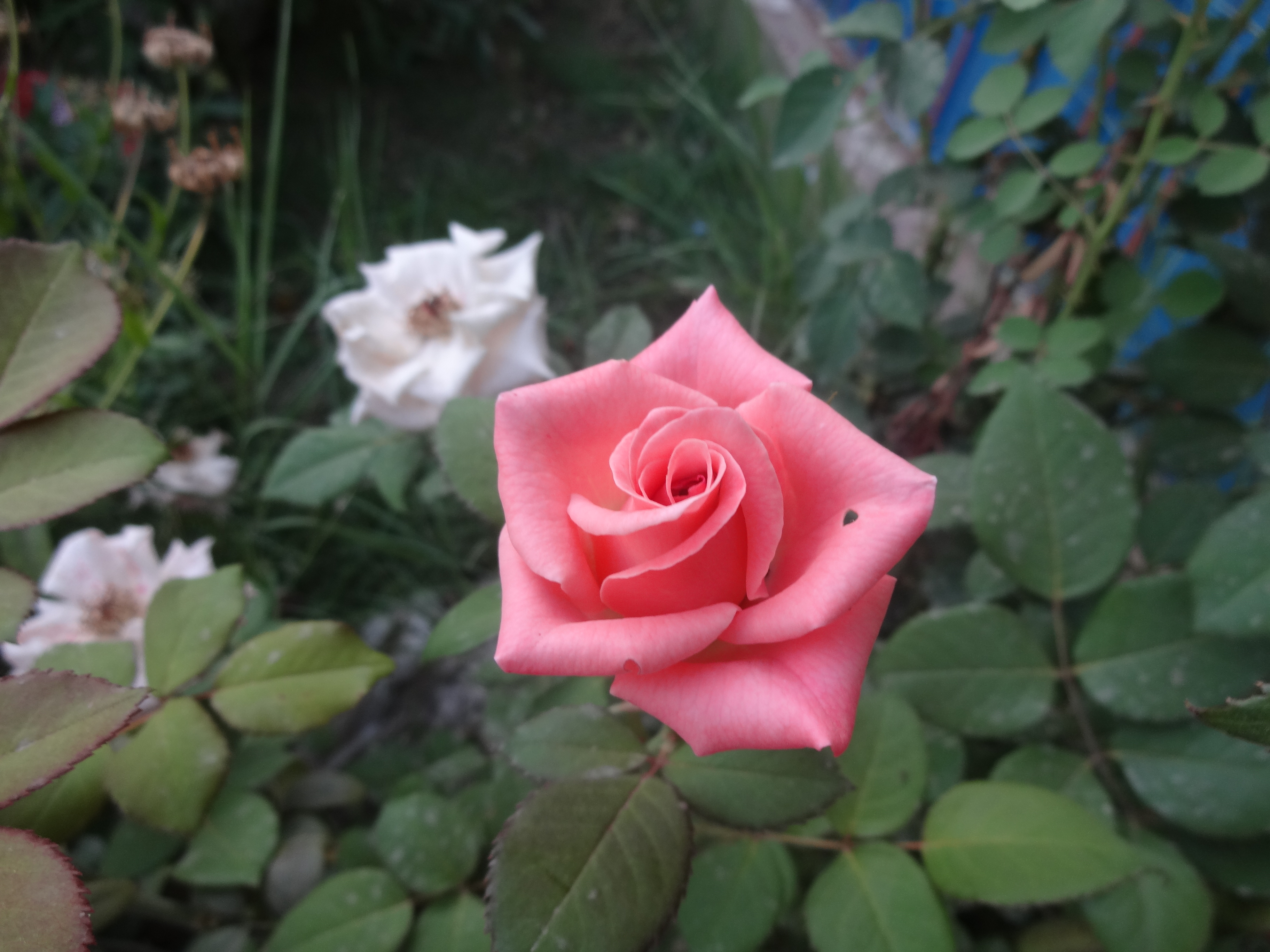 DSC02206.JPG