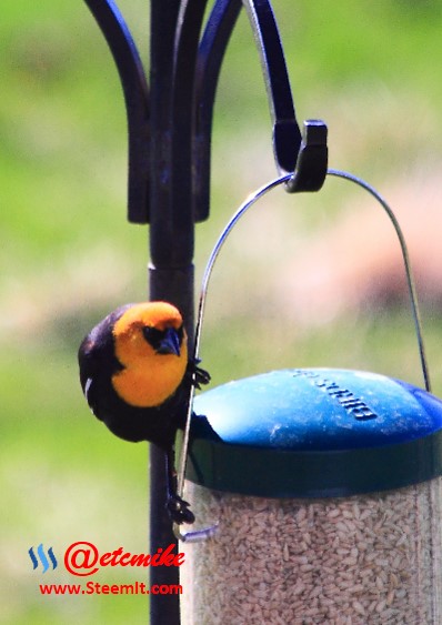 Yellow-headed Blackbird PFW27.jpg