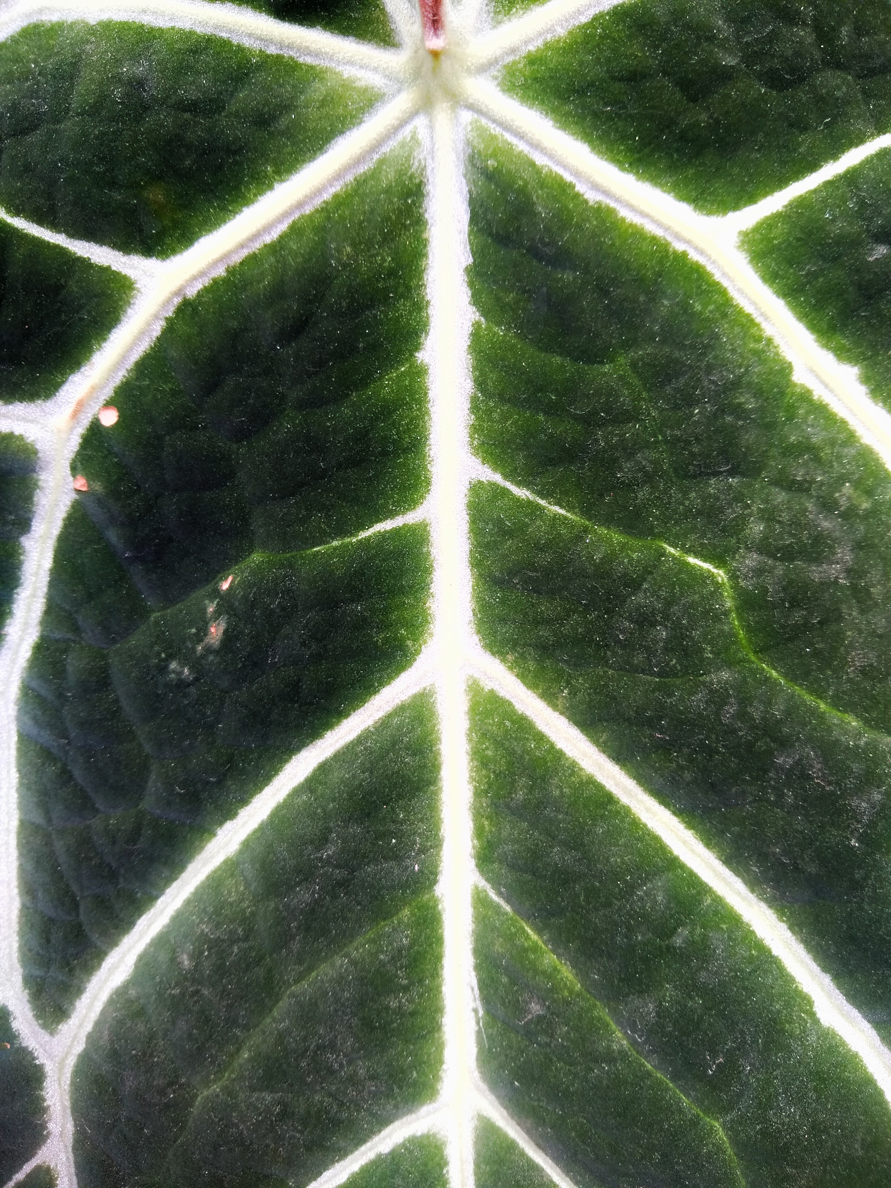 IMG_20200425_123621859-01 (1).jpeg