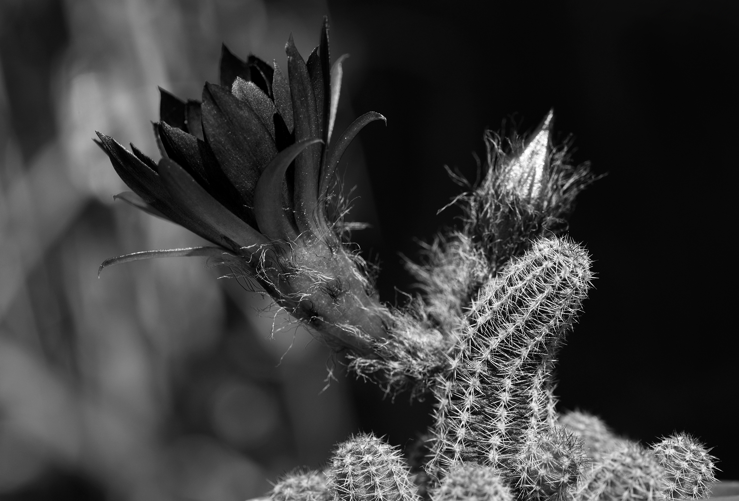 Chamaecereus Silvestrii flower bw 2.jpg