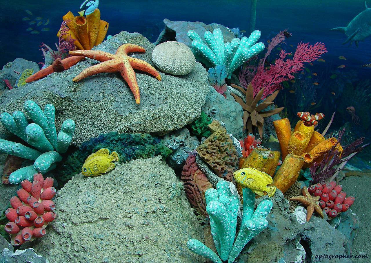 Marine-Life-sea-life-7591159-1280-909.jpg
