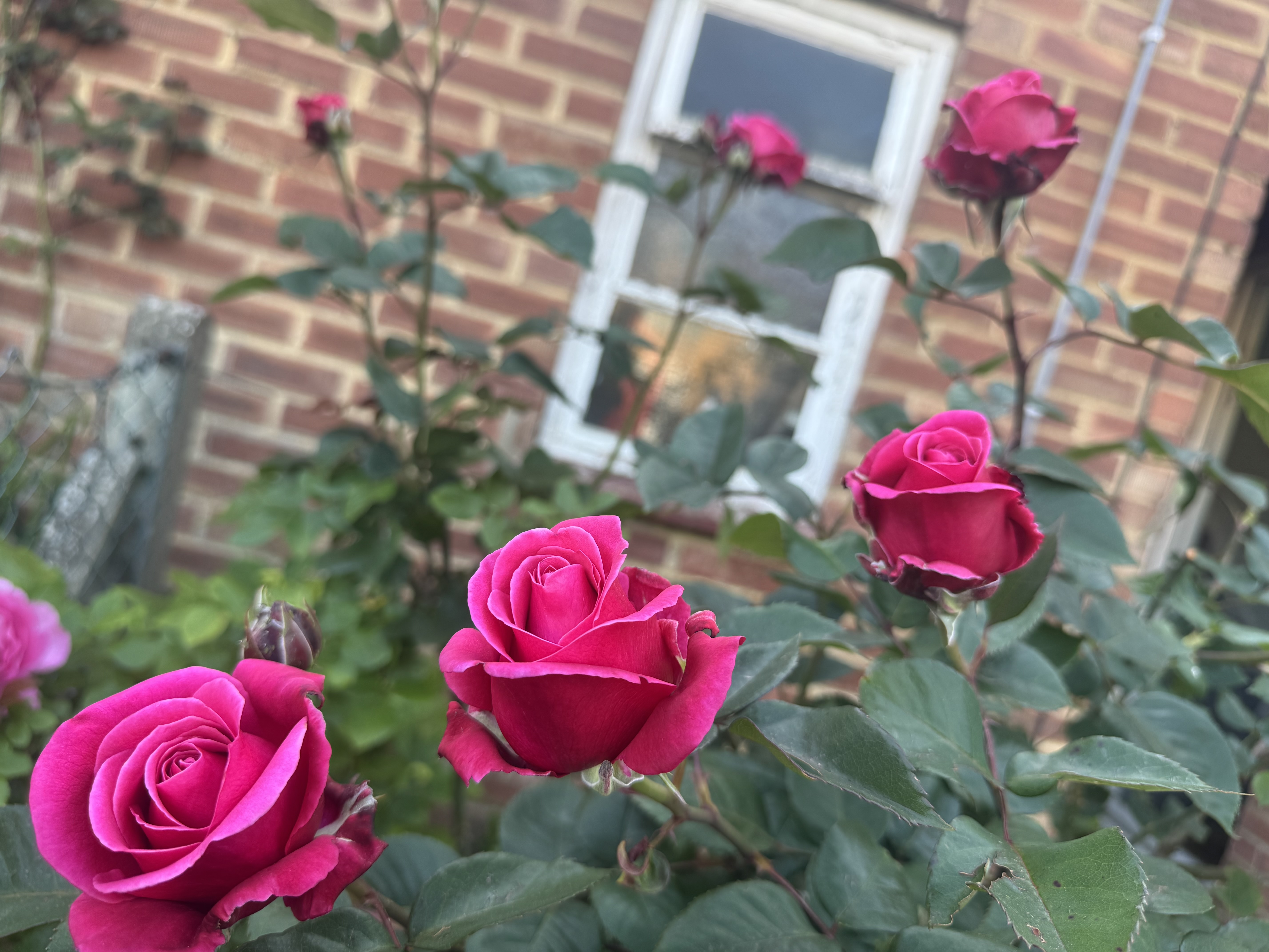 IMG_3166.jpeg