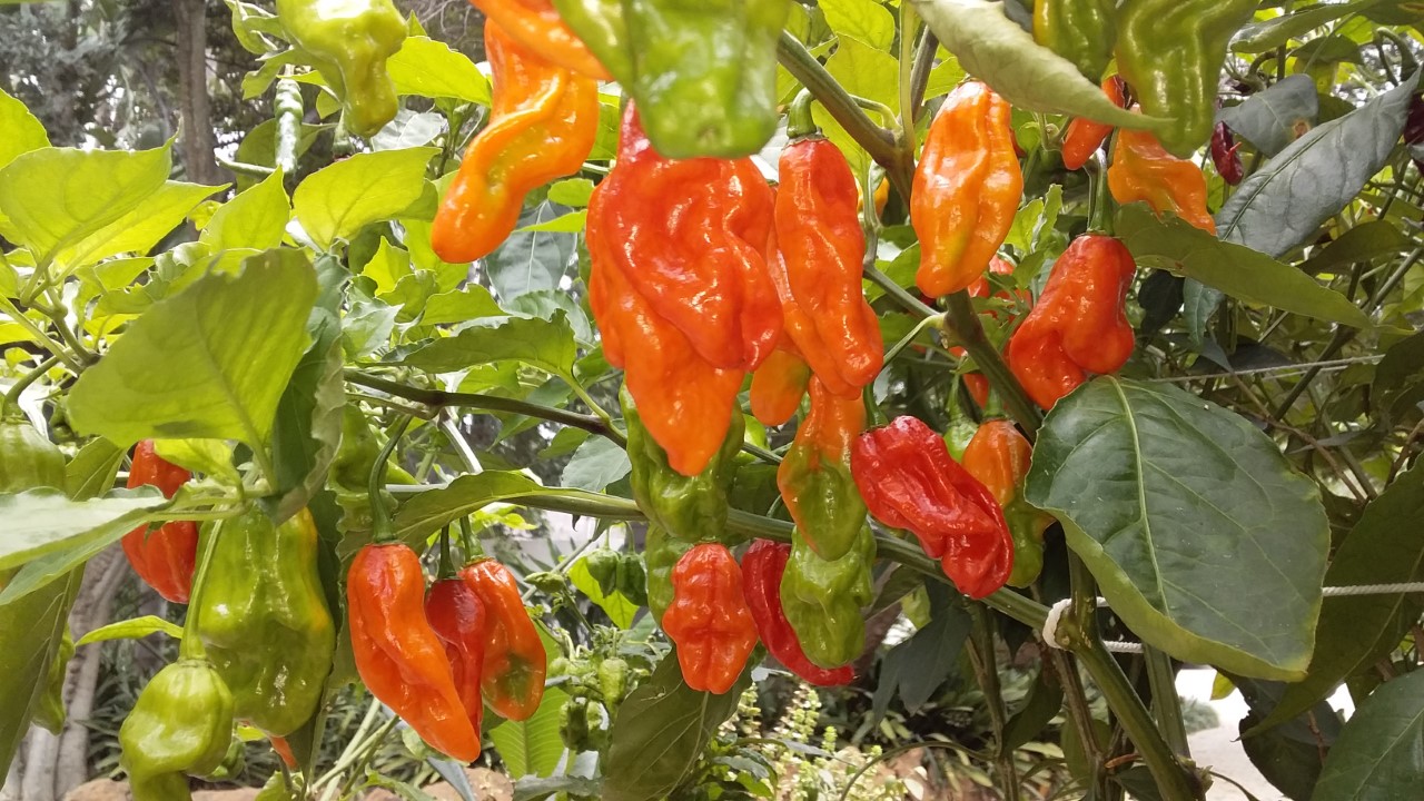 thumbnail_20200220_112153.jpg