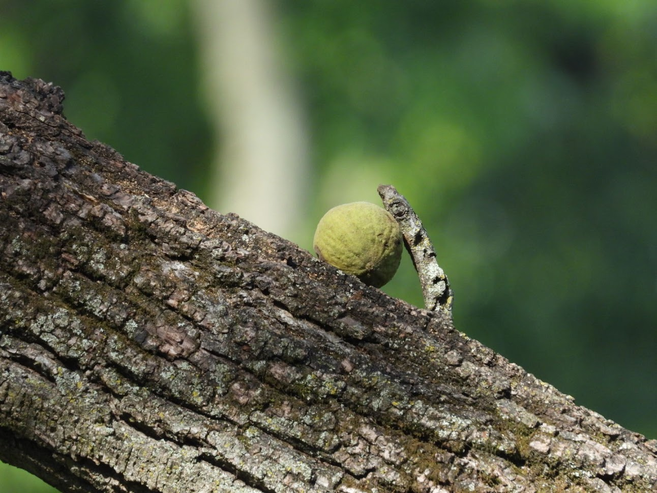 Black walnut on a tree branch - zoomed-in
