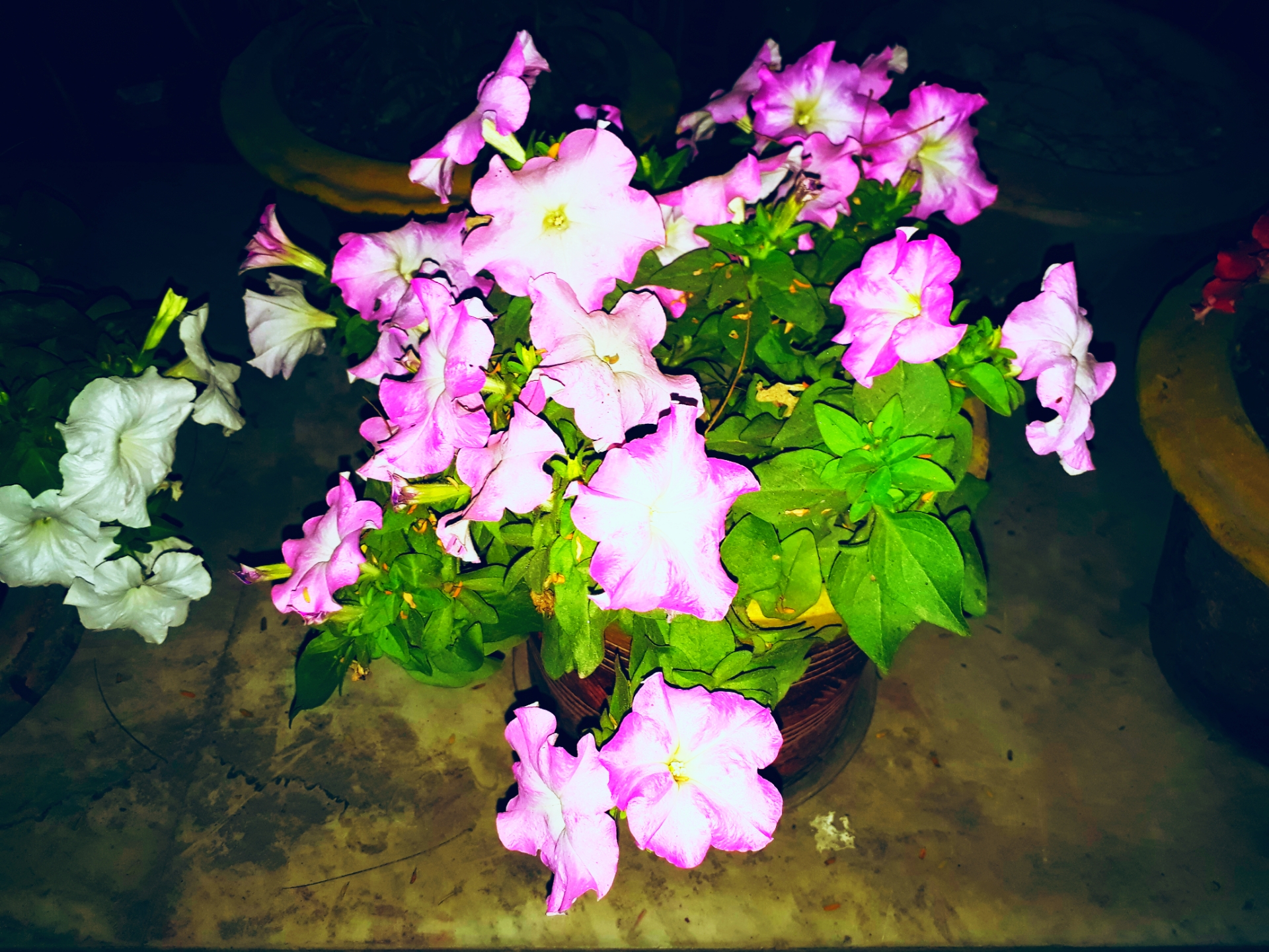 Polish_20220105_011241625.jpg