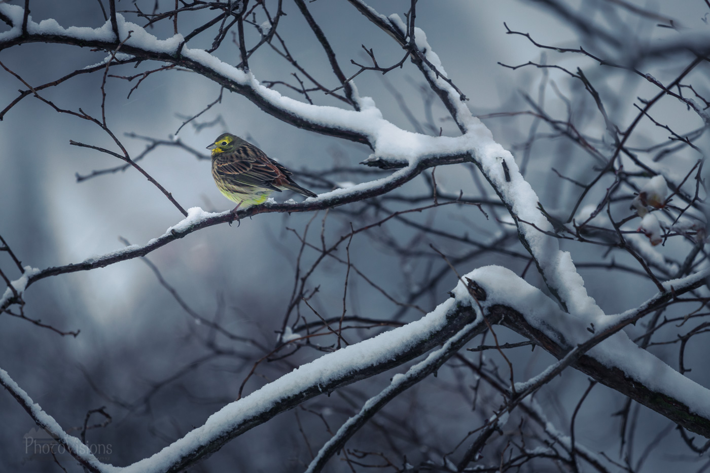 _MG_1638-1-2.jpg