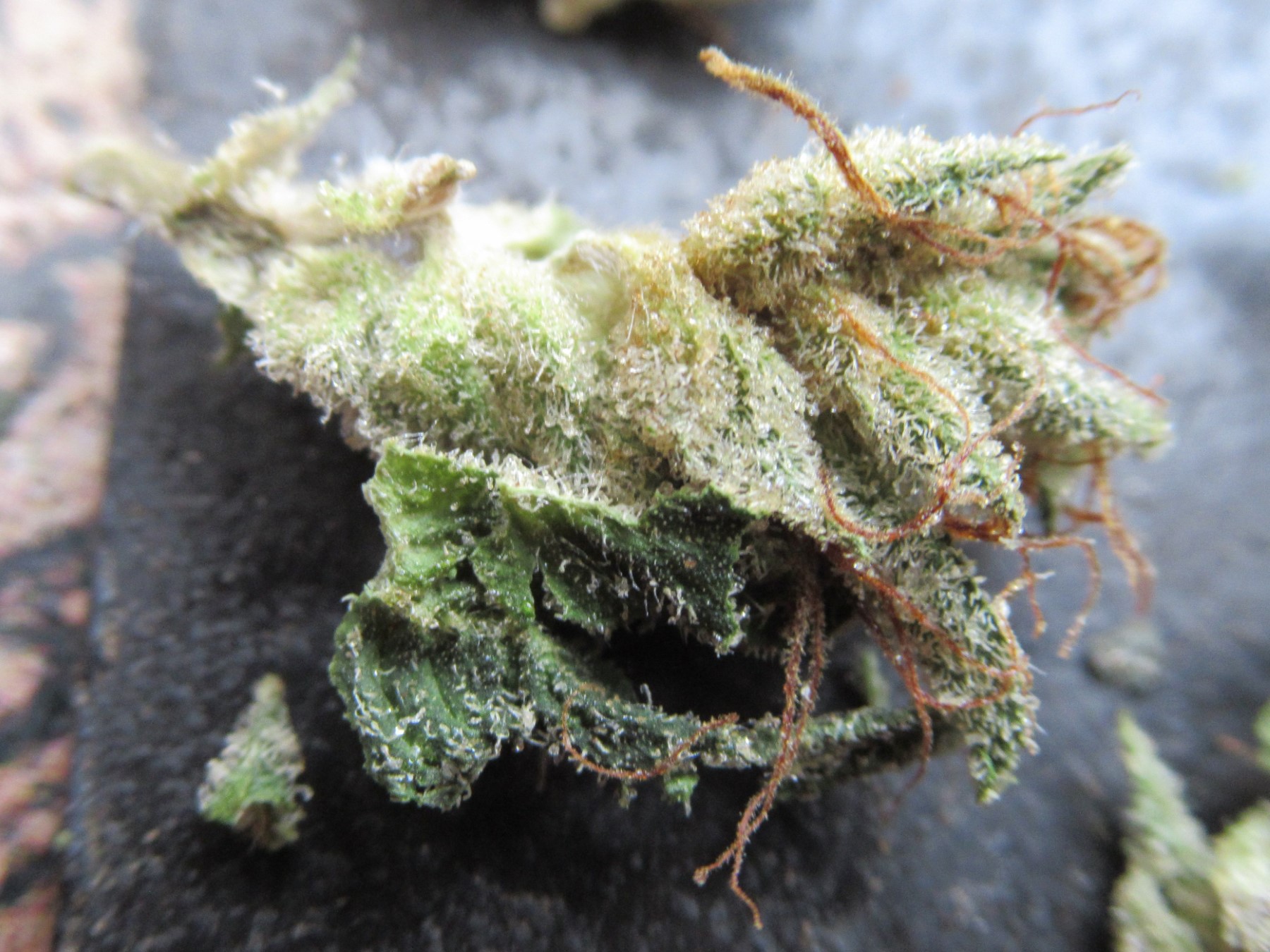 microsplitpistil2.jpg