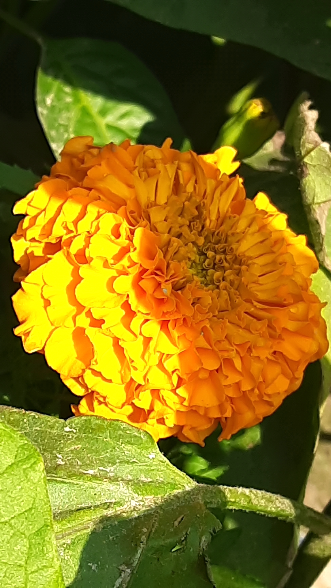 20201226_102653.jpg
